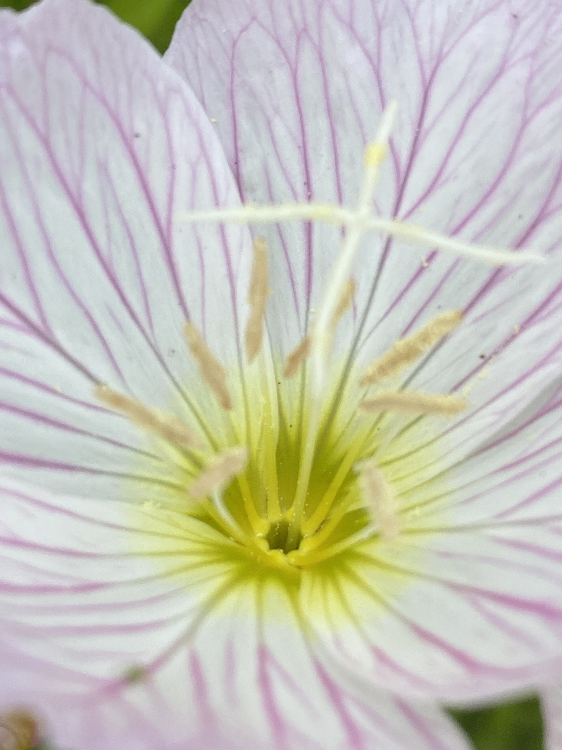 Flower photograph 106 by Daniel Zox