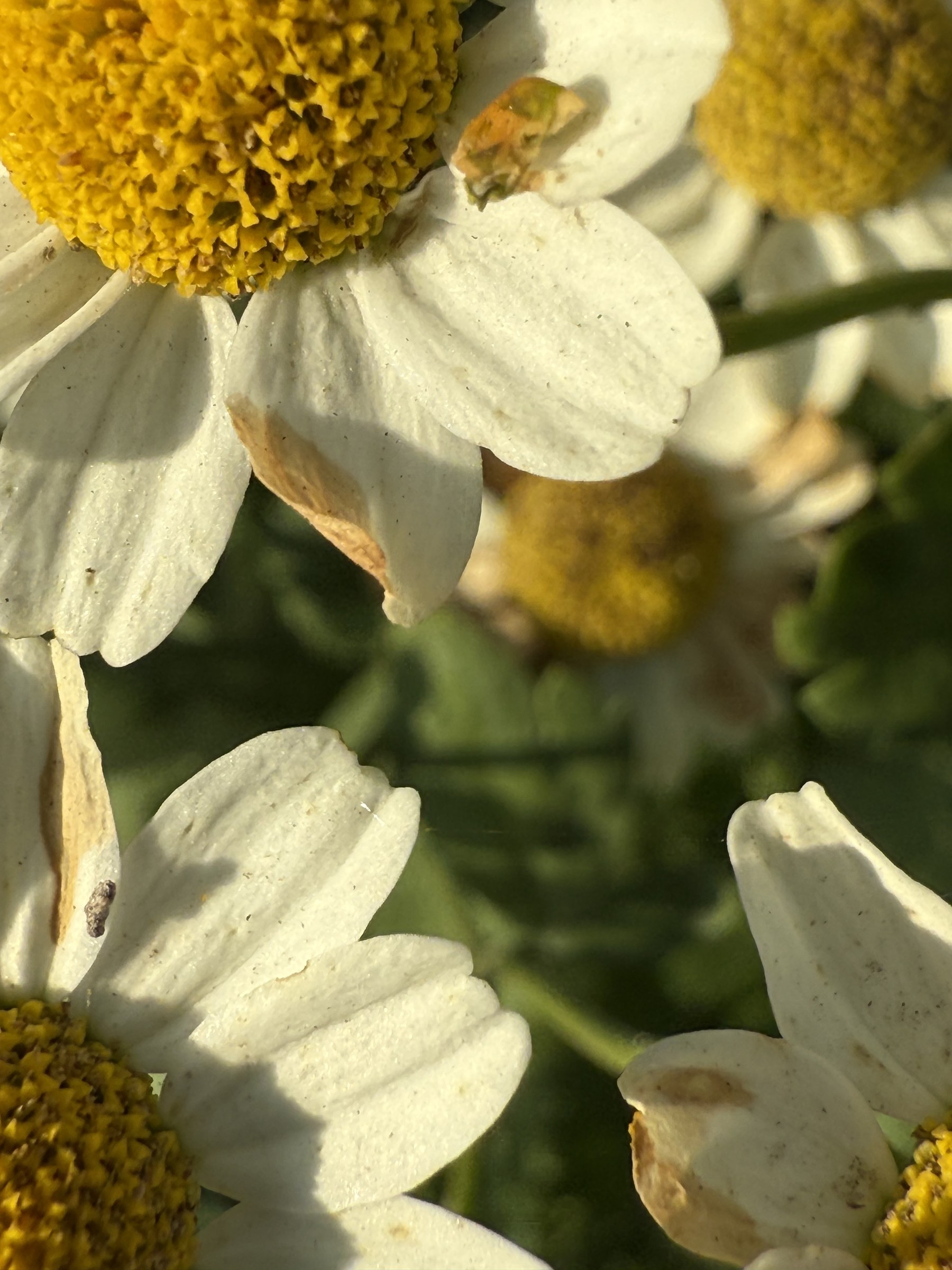 Flower photograph 108 by Daniel Zox