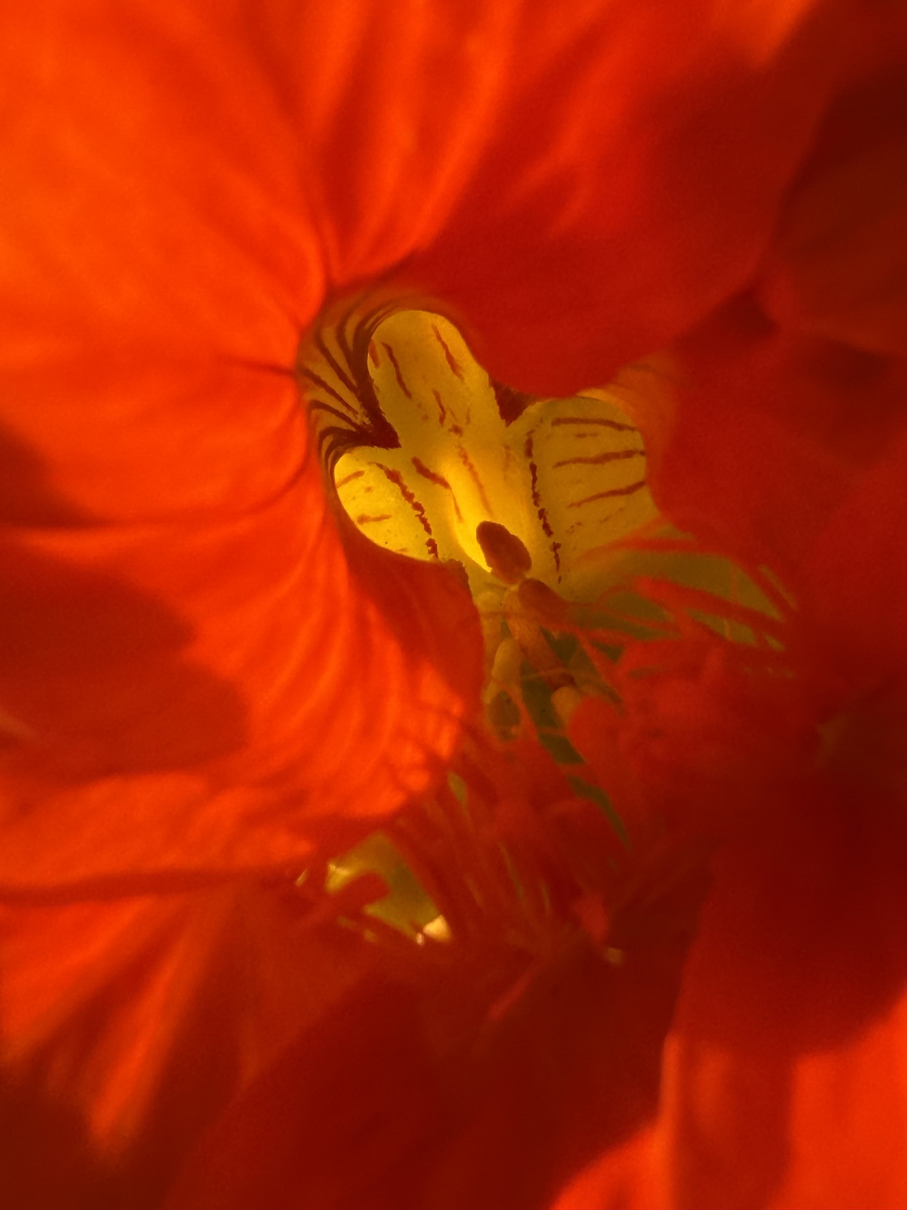 Flower photograph 109 by Daniel Zox