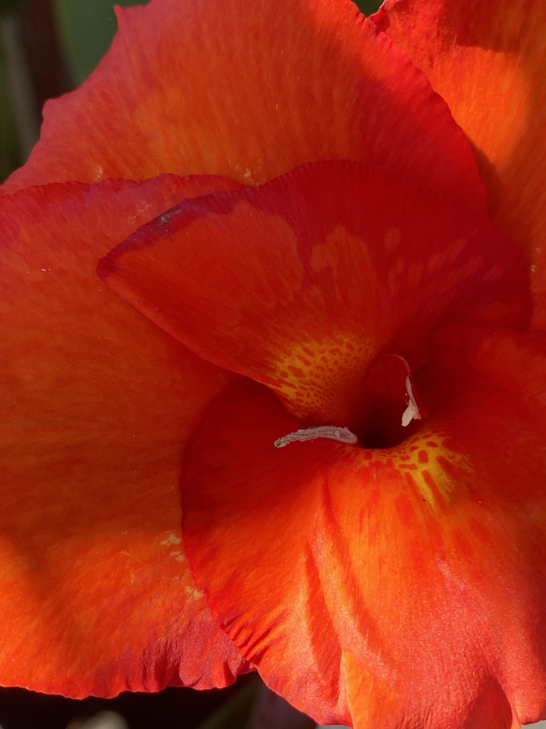 Flower photograph 110 by Daniel Zox