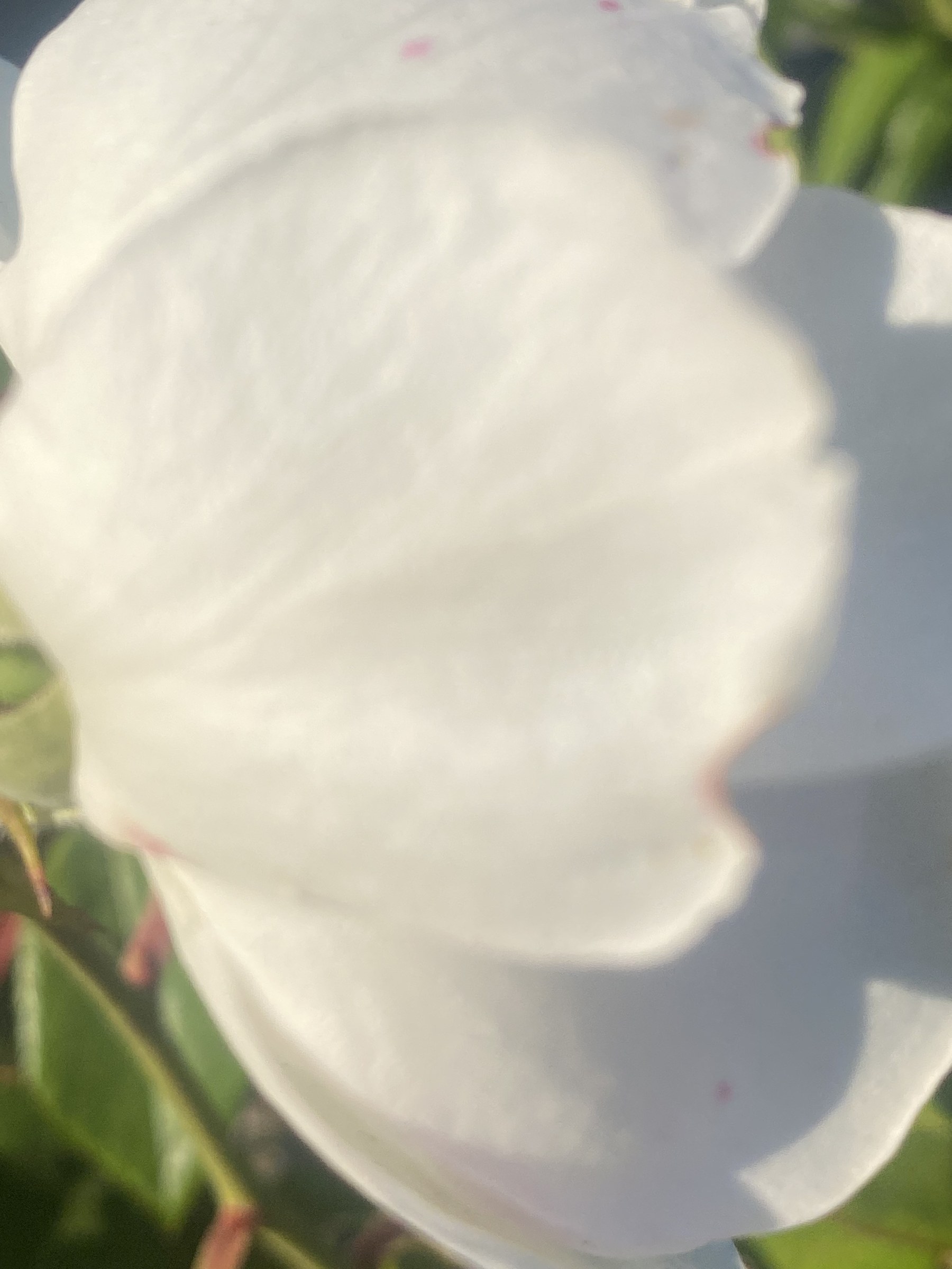 Flower photograph 111 by Daniel Zox