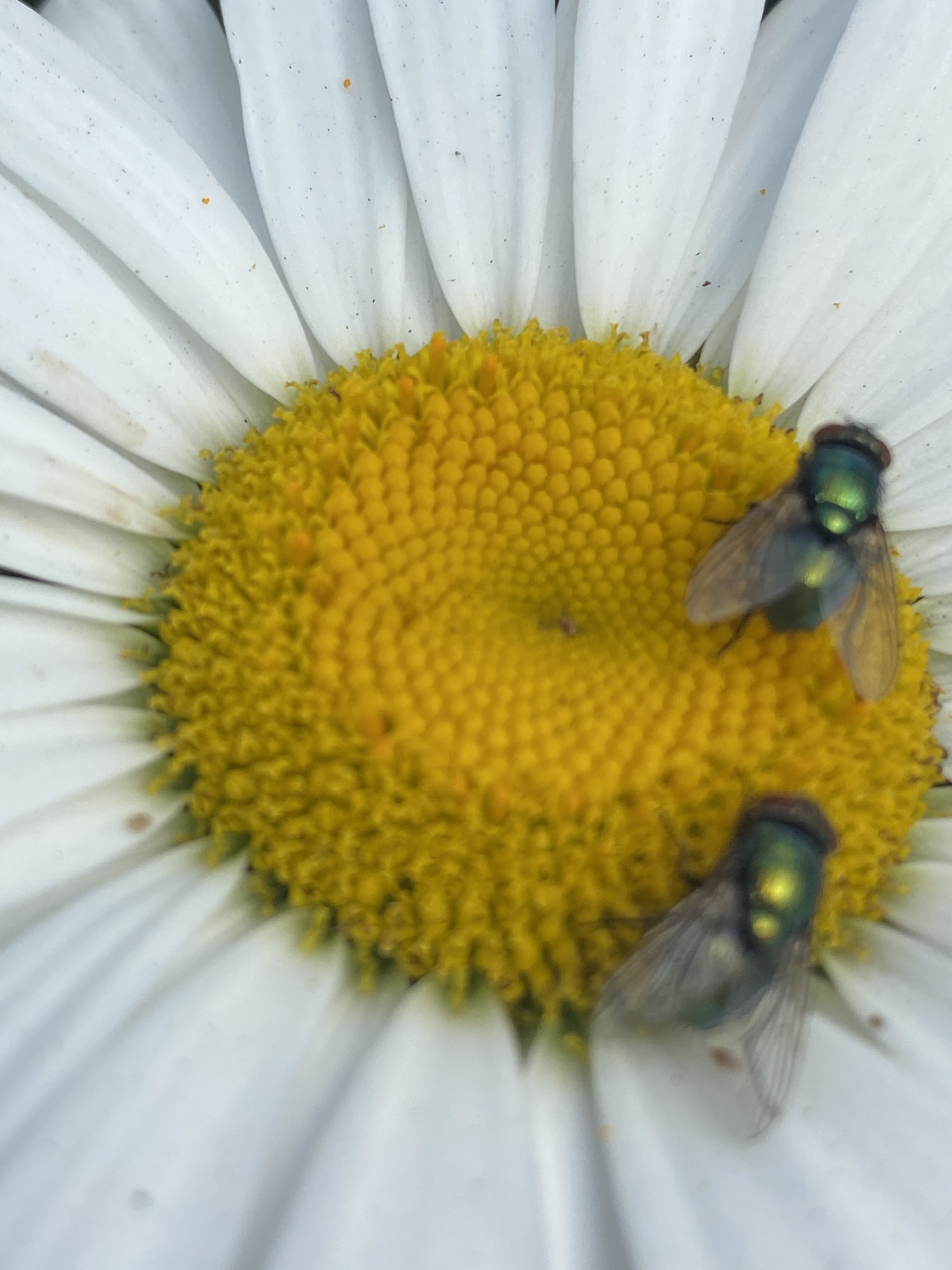 Flower photograph 112 by Daniel Zox