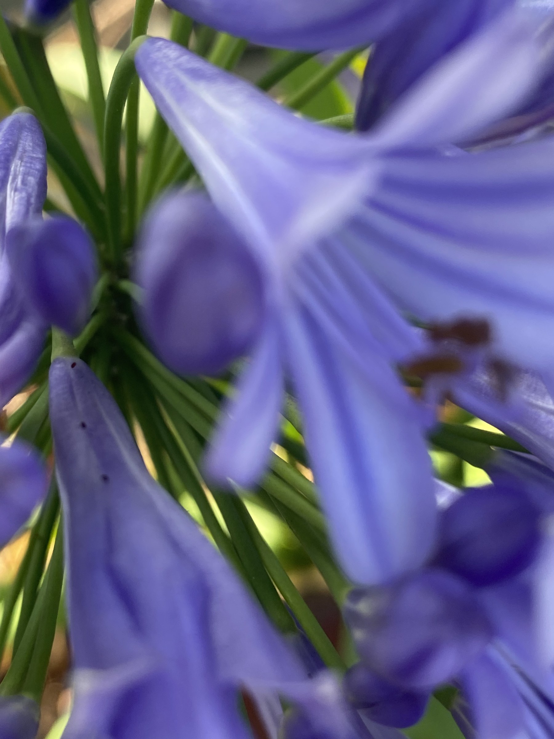Flower photograph 113 by Daniel Zox