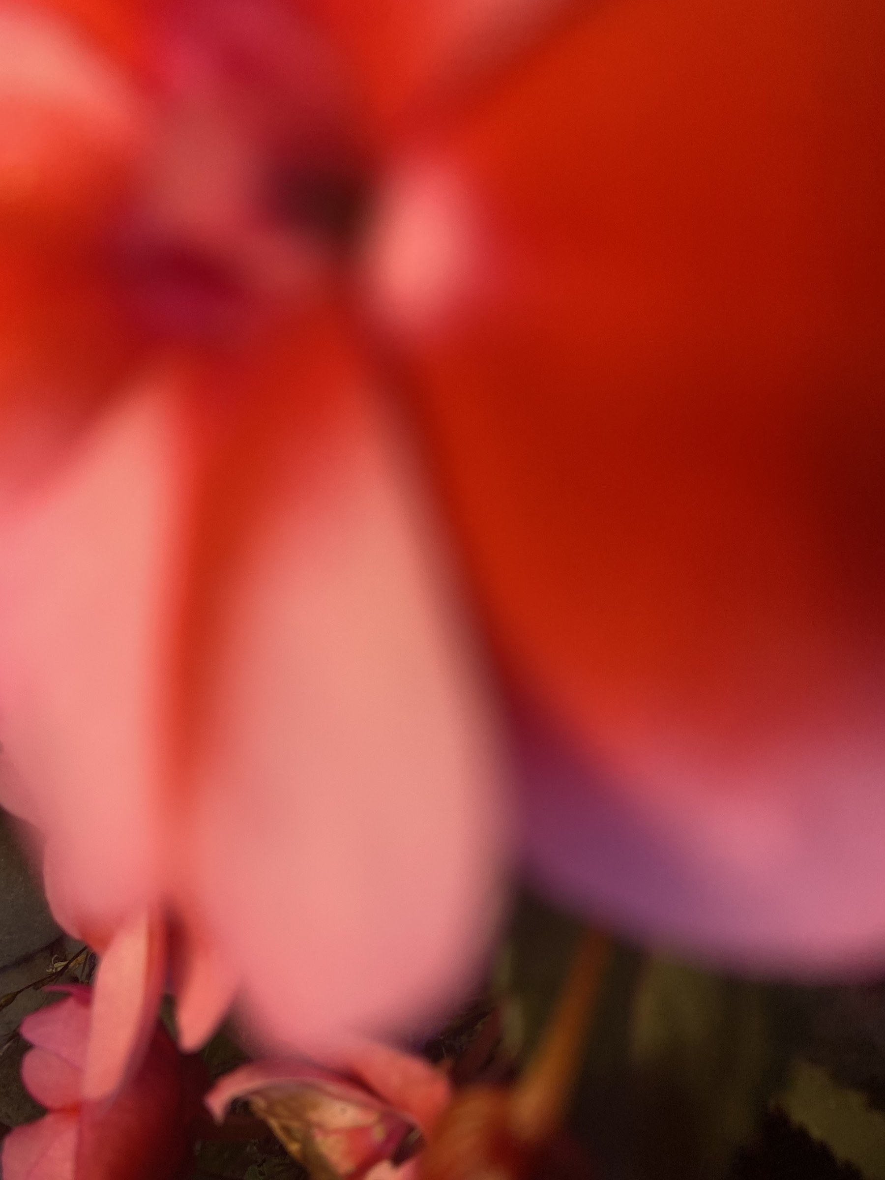 Flower photograph 115 by Daniel Zox