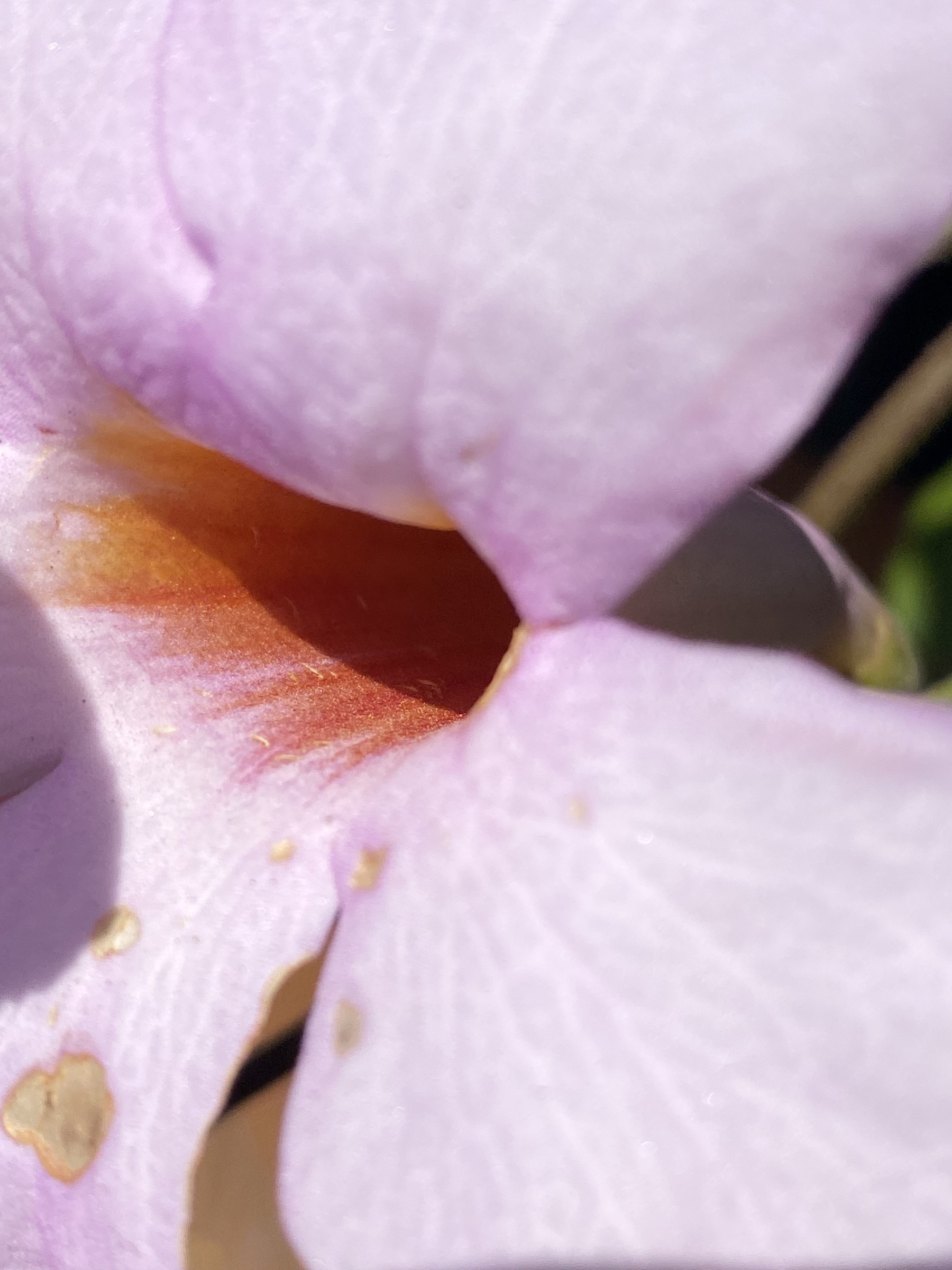 Flower photograph 116 by Daniel Zox