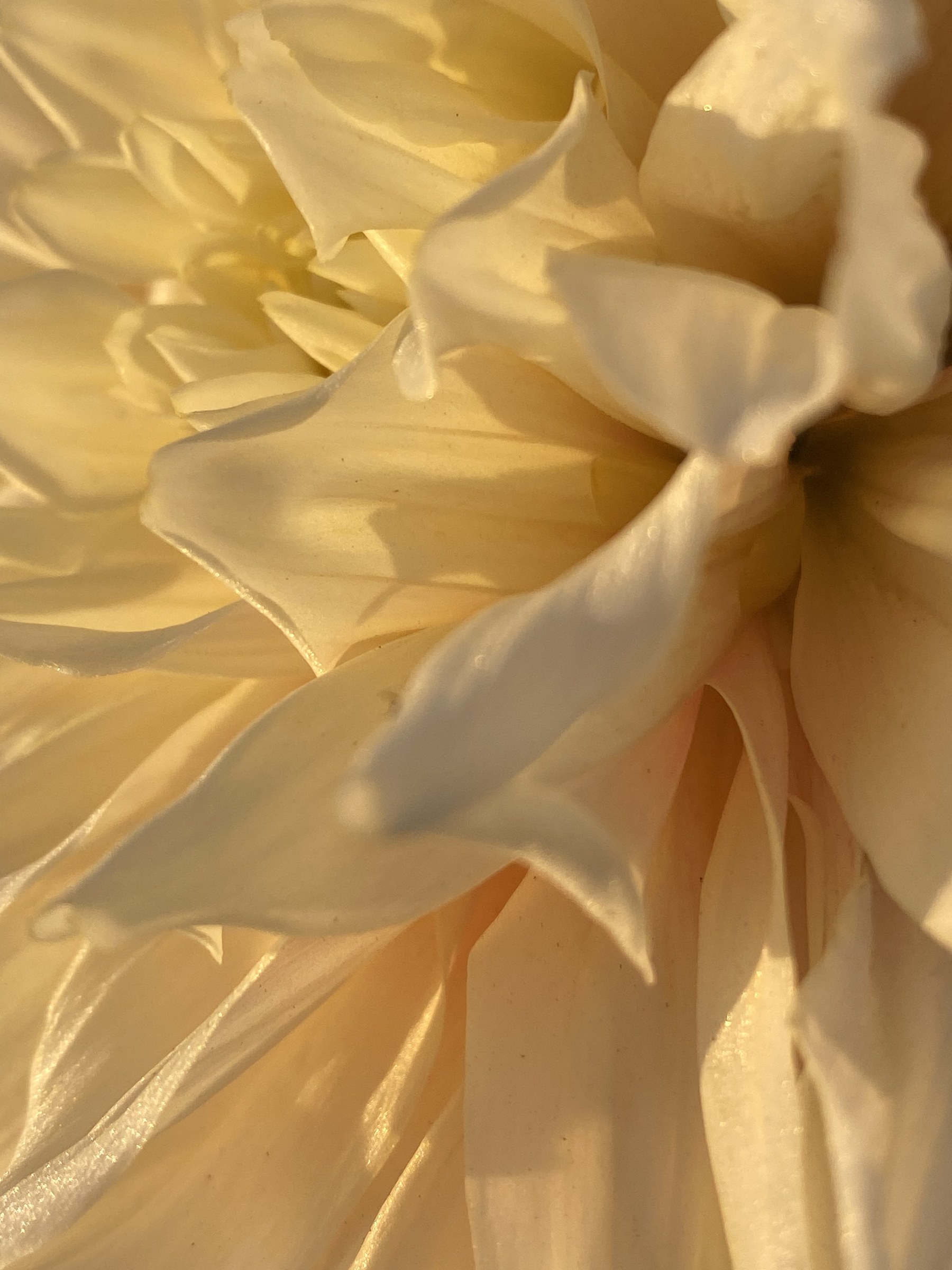 Flower photograph 117 by Daniel Zox