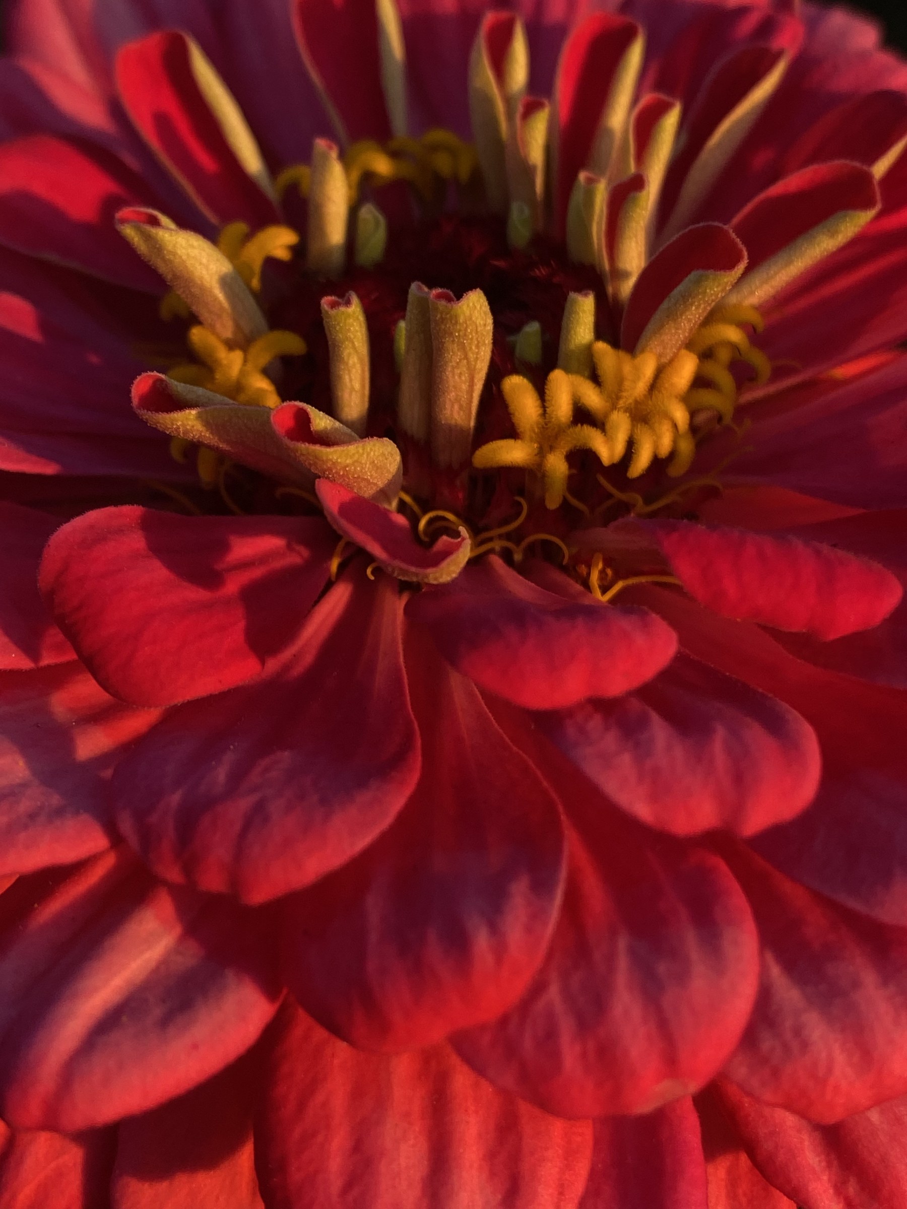 Flower photograph 118 by Daniel Zox