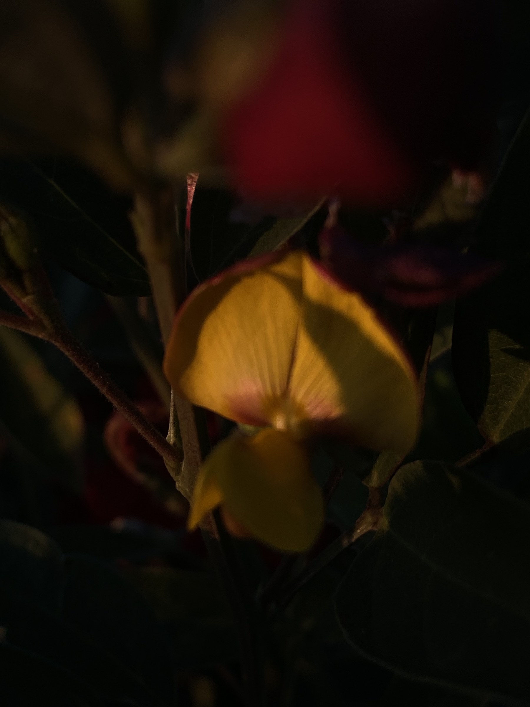 Flower photograph 119 by Daniel Zox