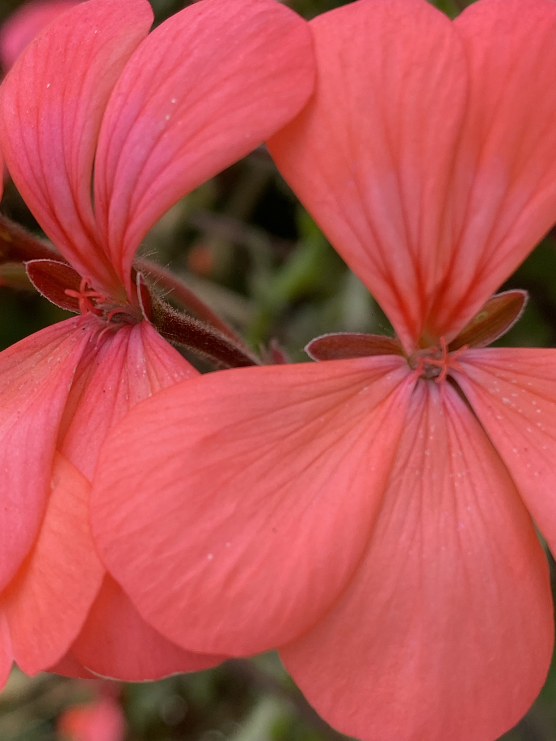 Flower photograph 120 by Daniel Zox