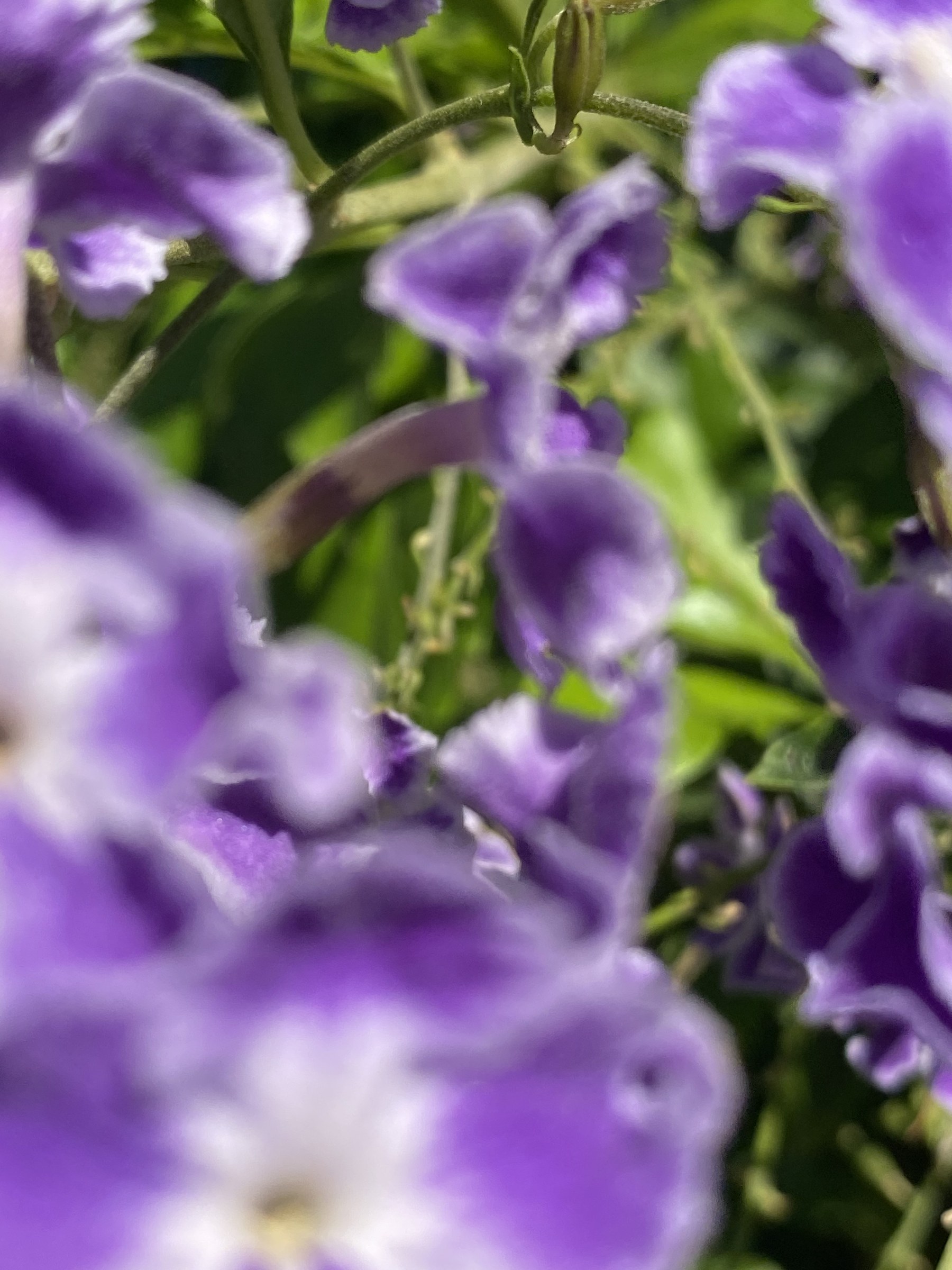Flower photograph 121 by Daniel Zox