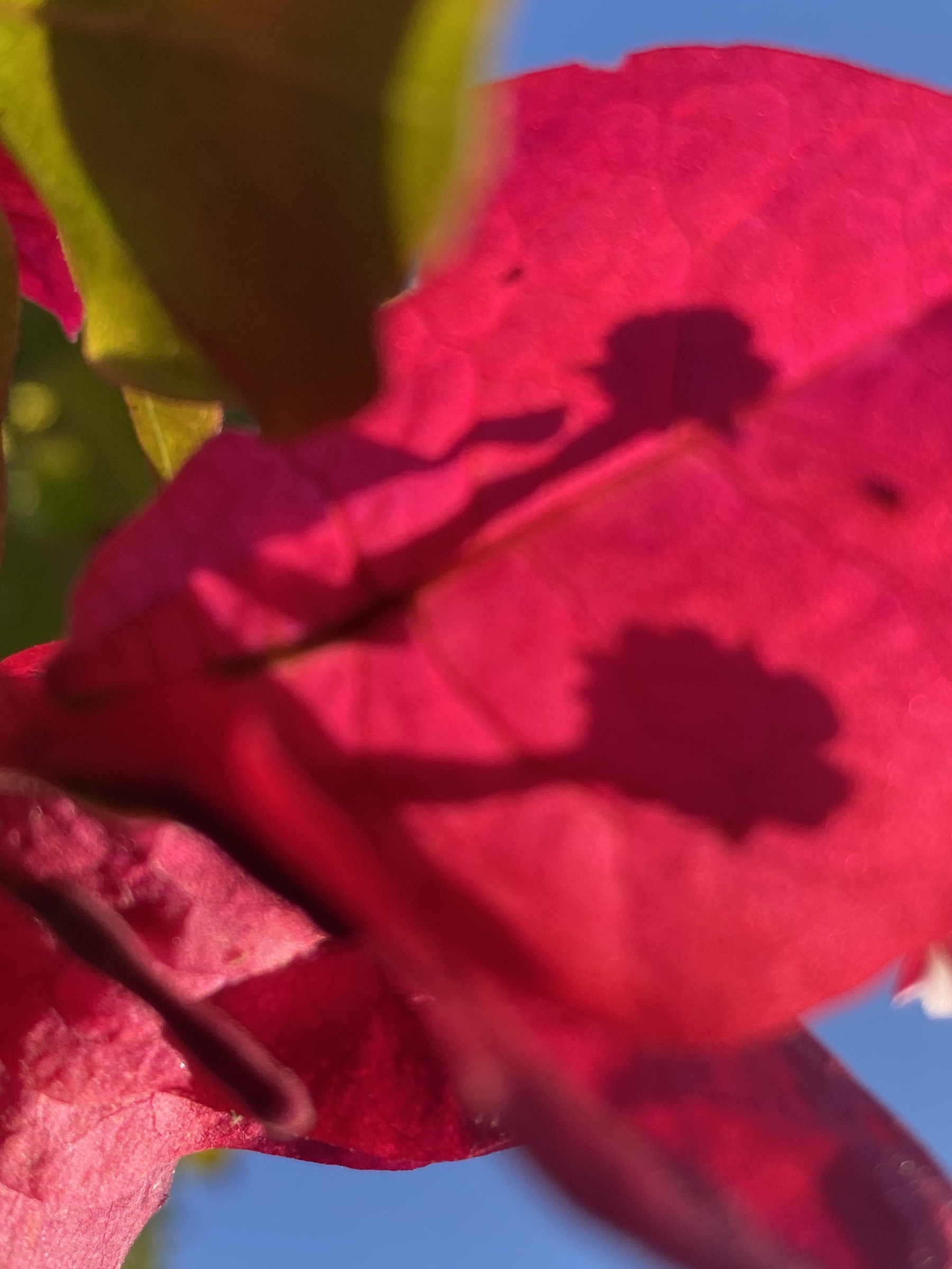 Flower photograph 122 by Daniel Zox