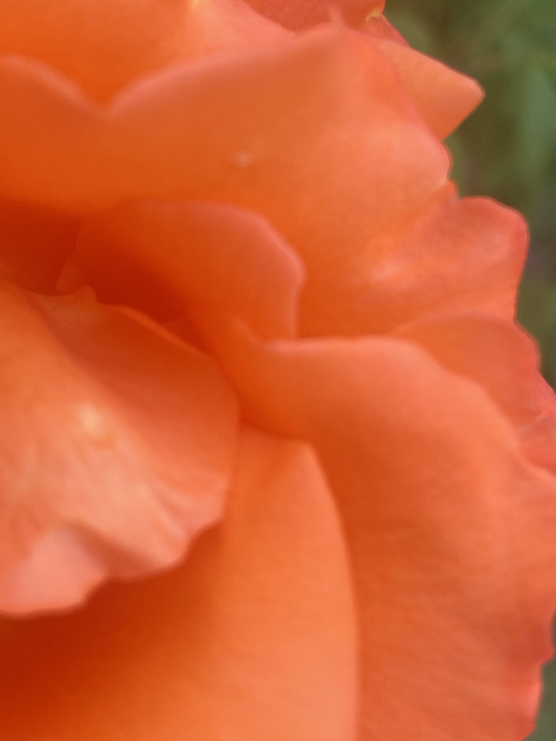 Flower photograph 123 by Daniel Zox