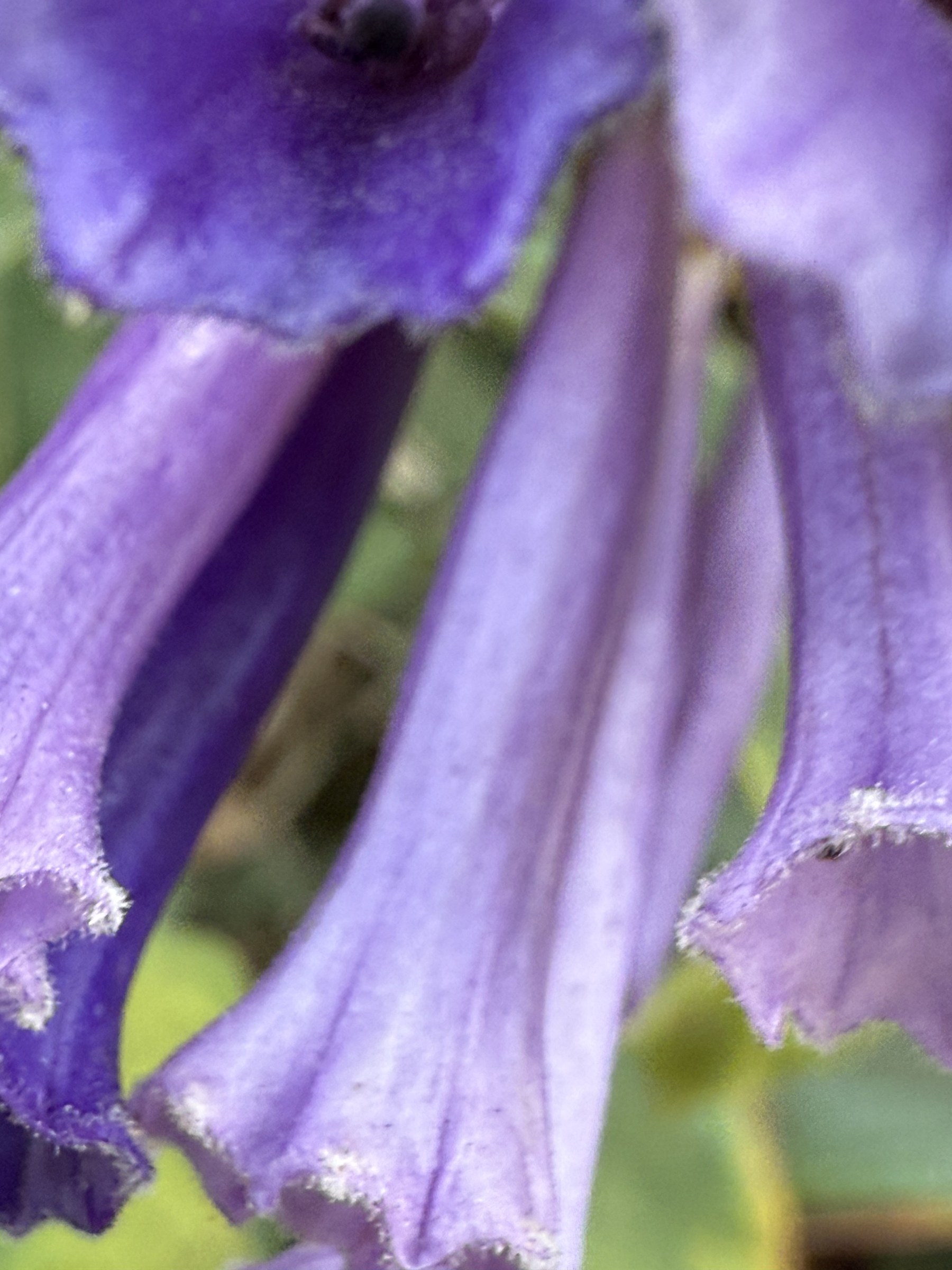 Flower photograph 124 by Daniel Zox