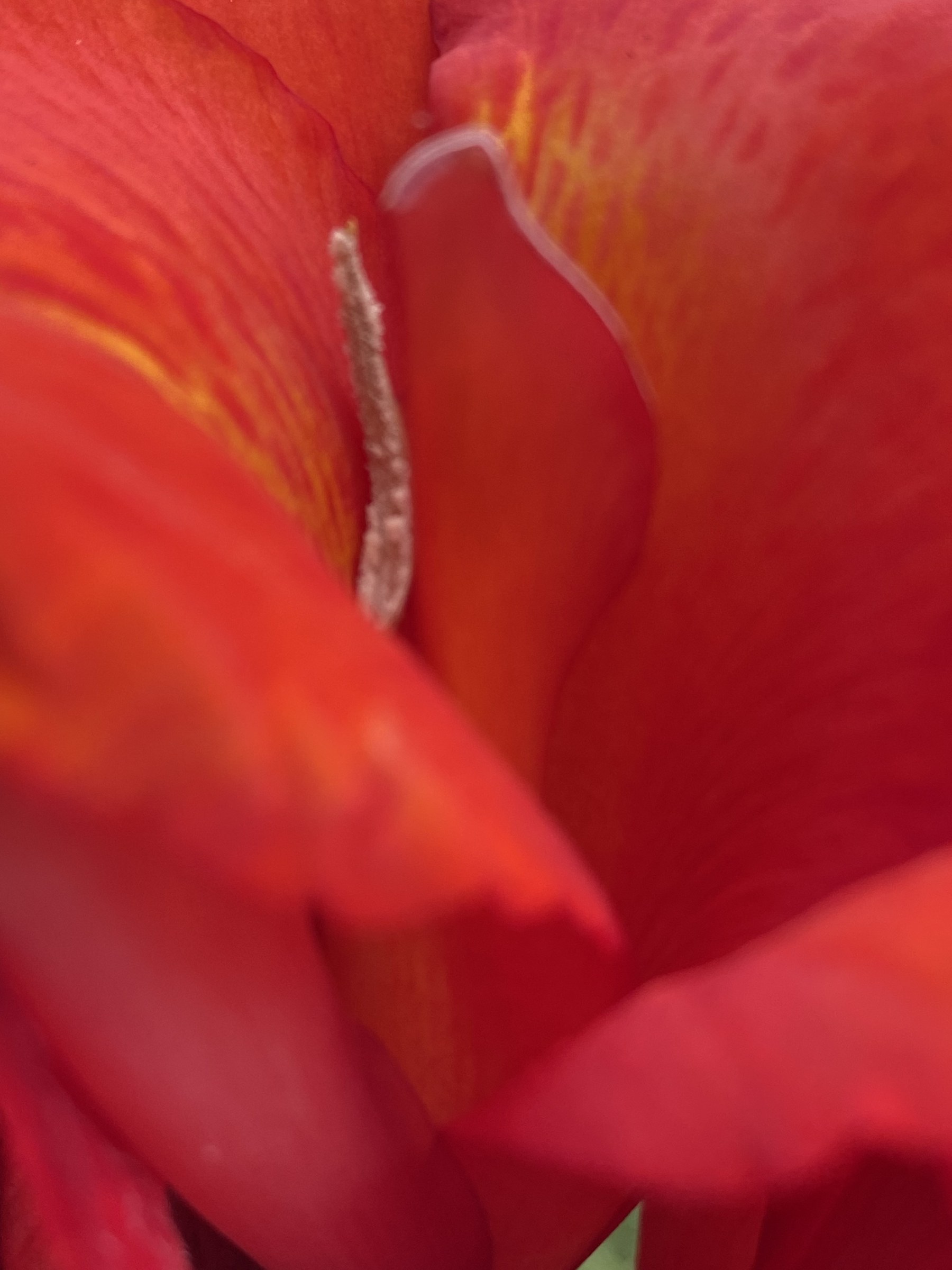 Flower photograph 125 by Daniel Zox