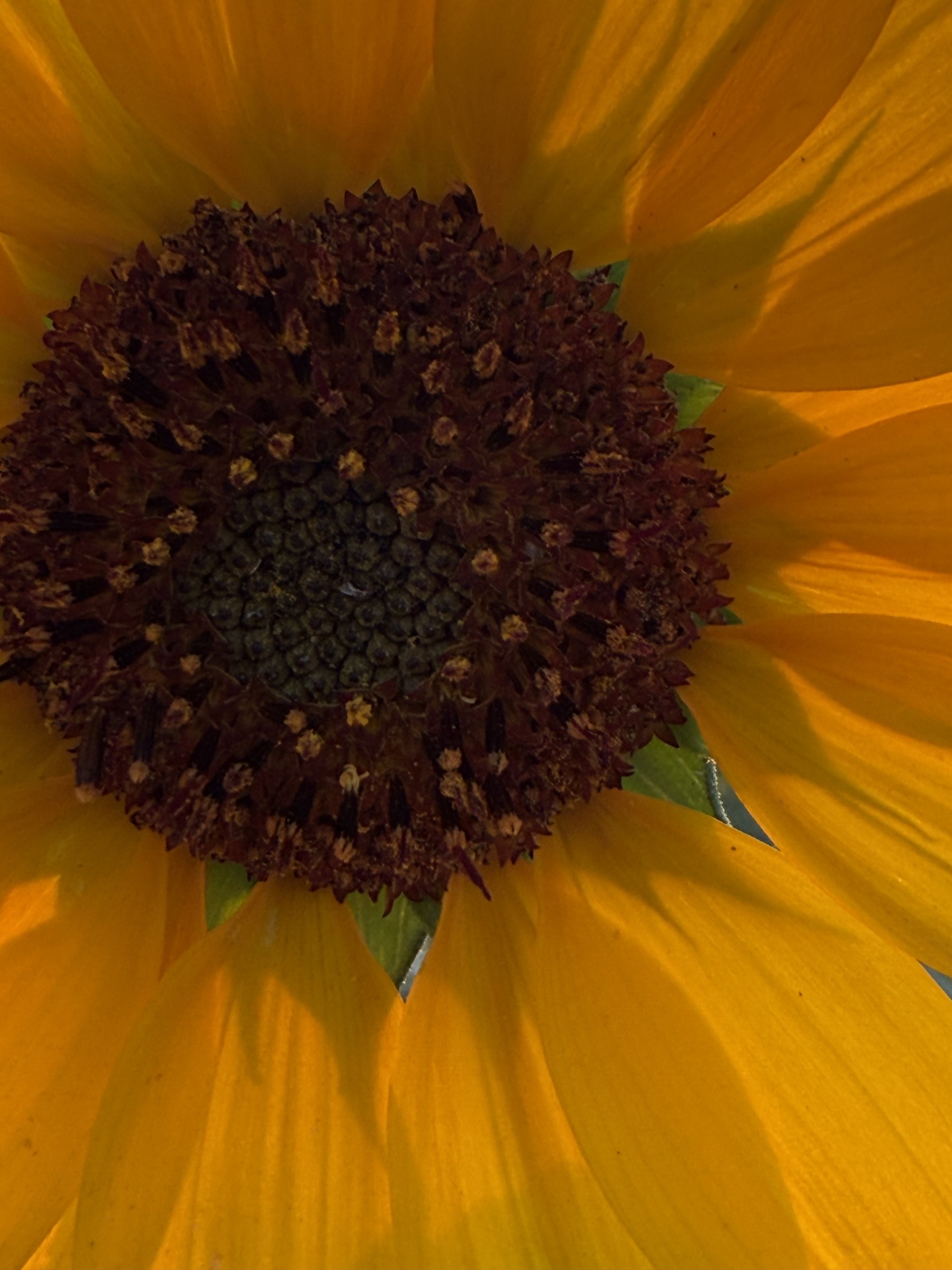 Flower photograph 126 by Daniel Zox