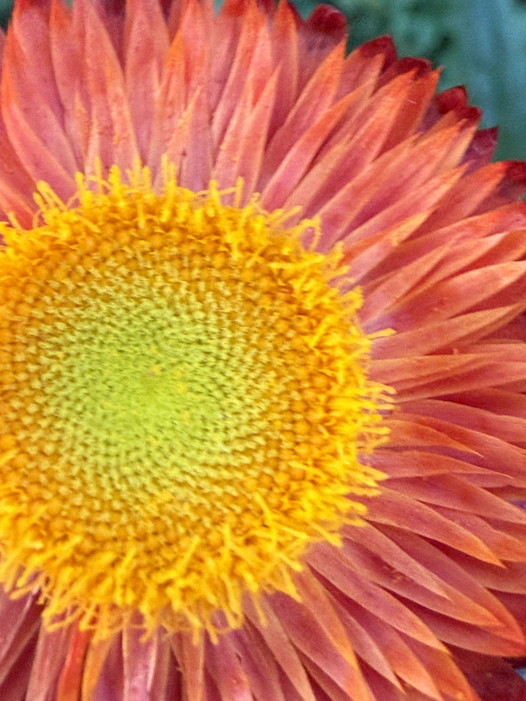Flower photograph 127 by Daniel Zox