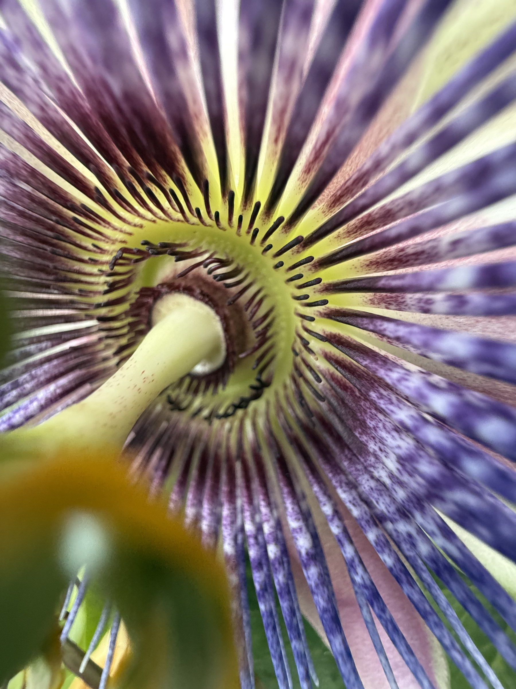 Flower photograph 129 by Daniel Zox