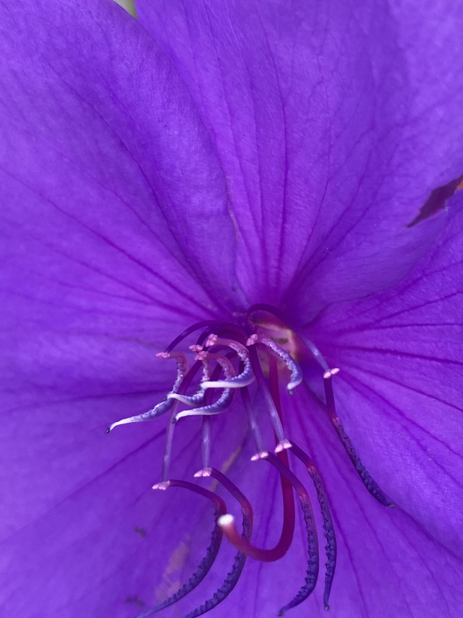 Flower photograph 131 by Daniel Zox