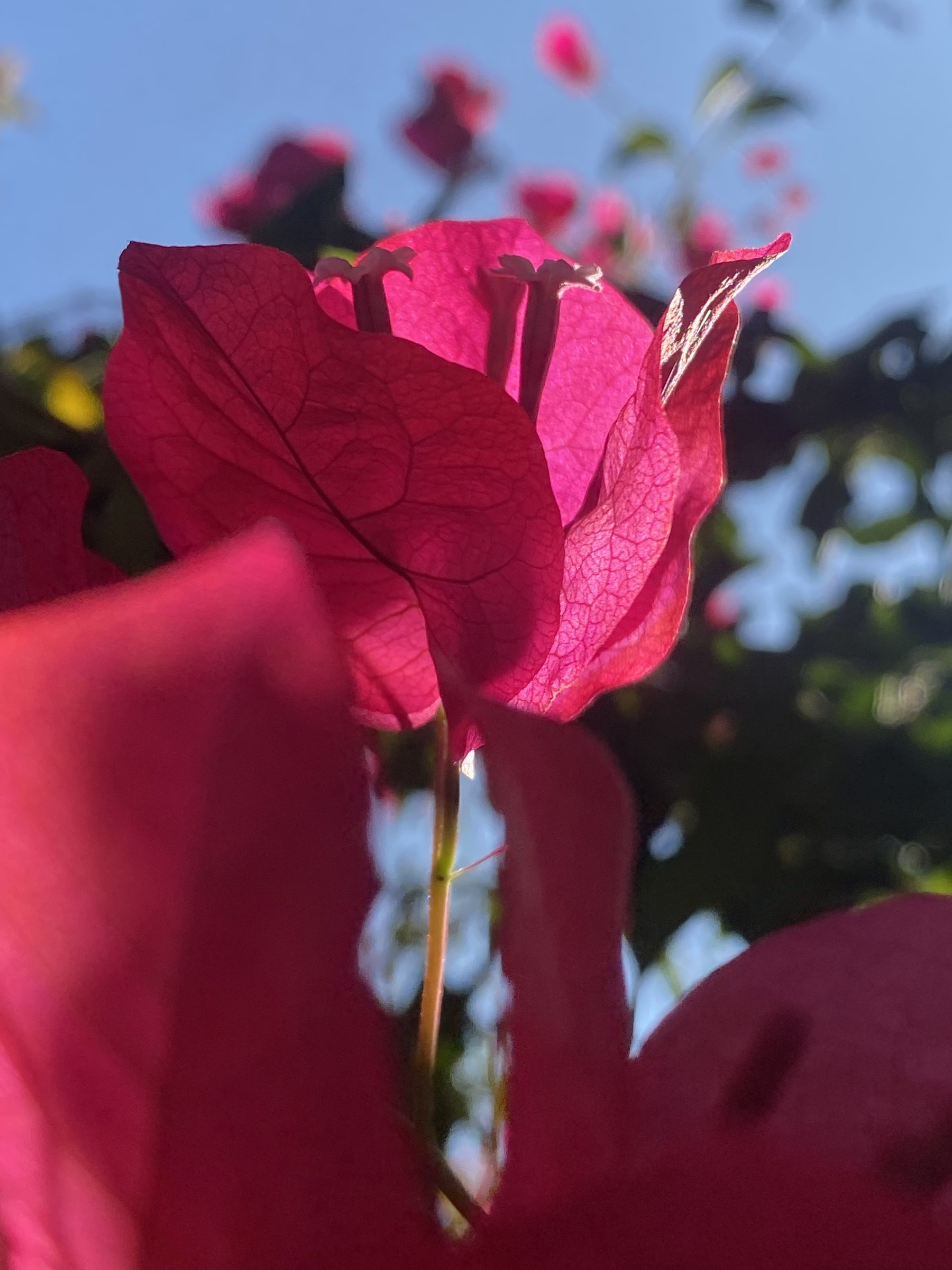 Flower photograph 132 by Daniel Zox