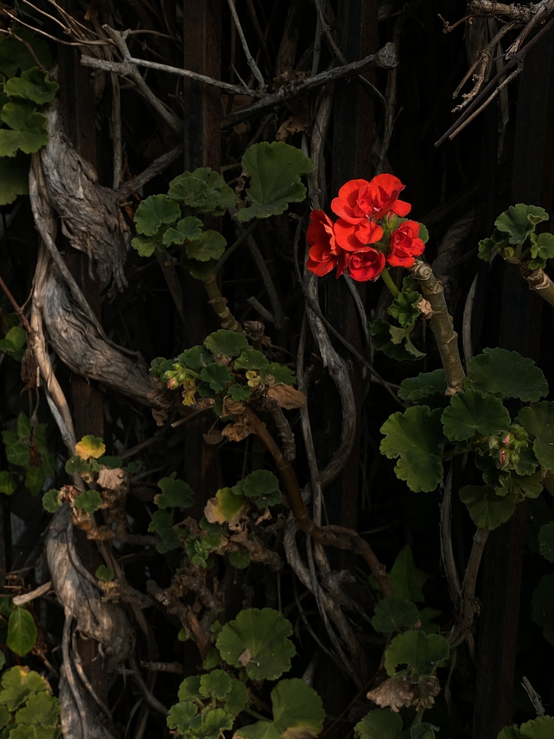 Flower photograph 133 by Daniel Zox