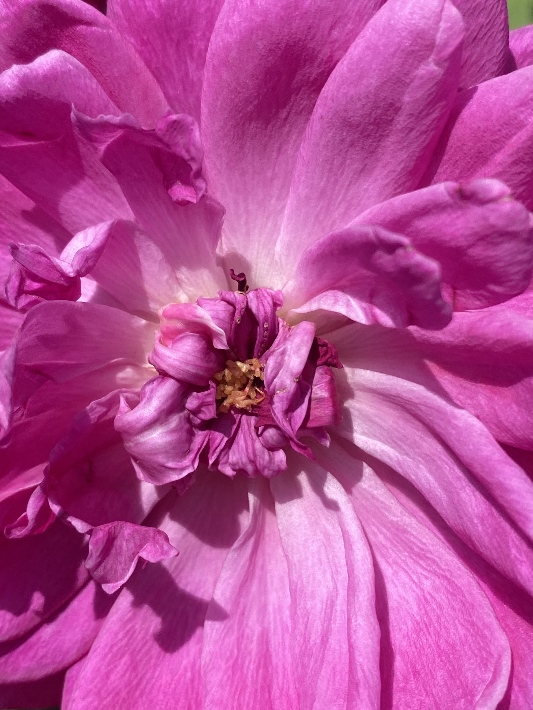 Flower photograph 134 by Daniel Zox