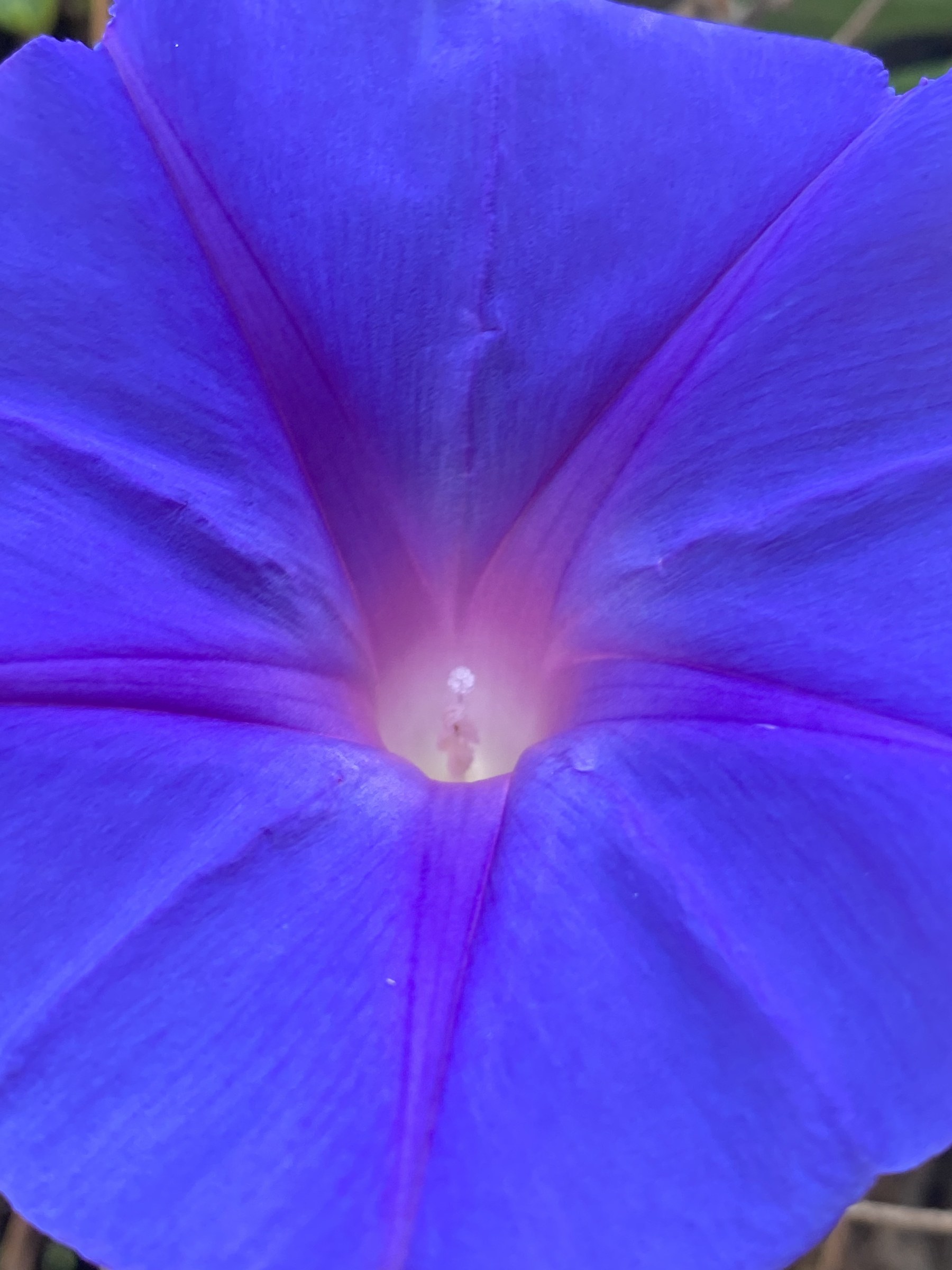 Flower photograph 135 by Daniel Zox