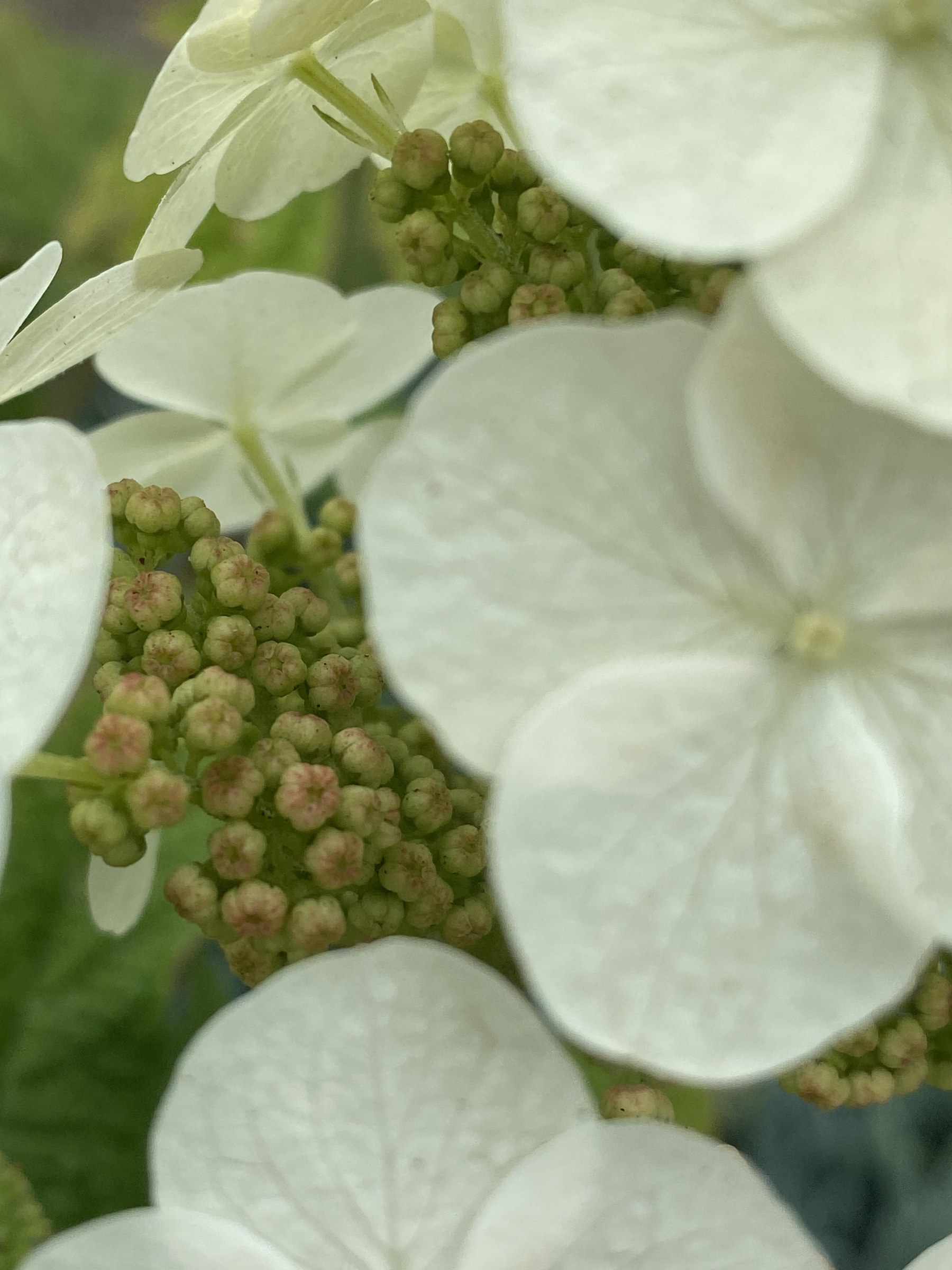 Flower photograph 136 by Daniel Zox