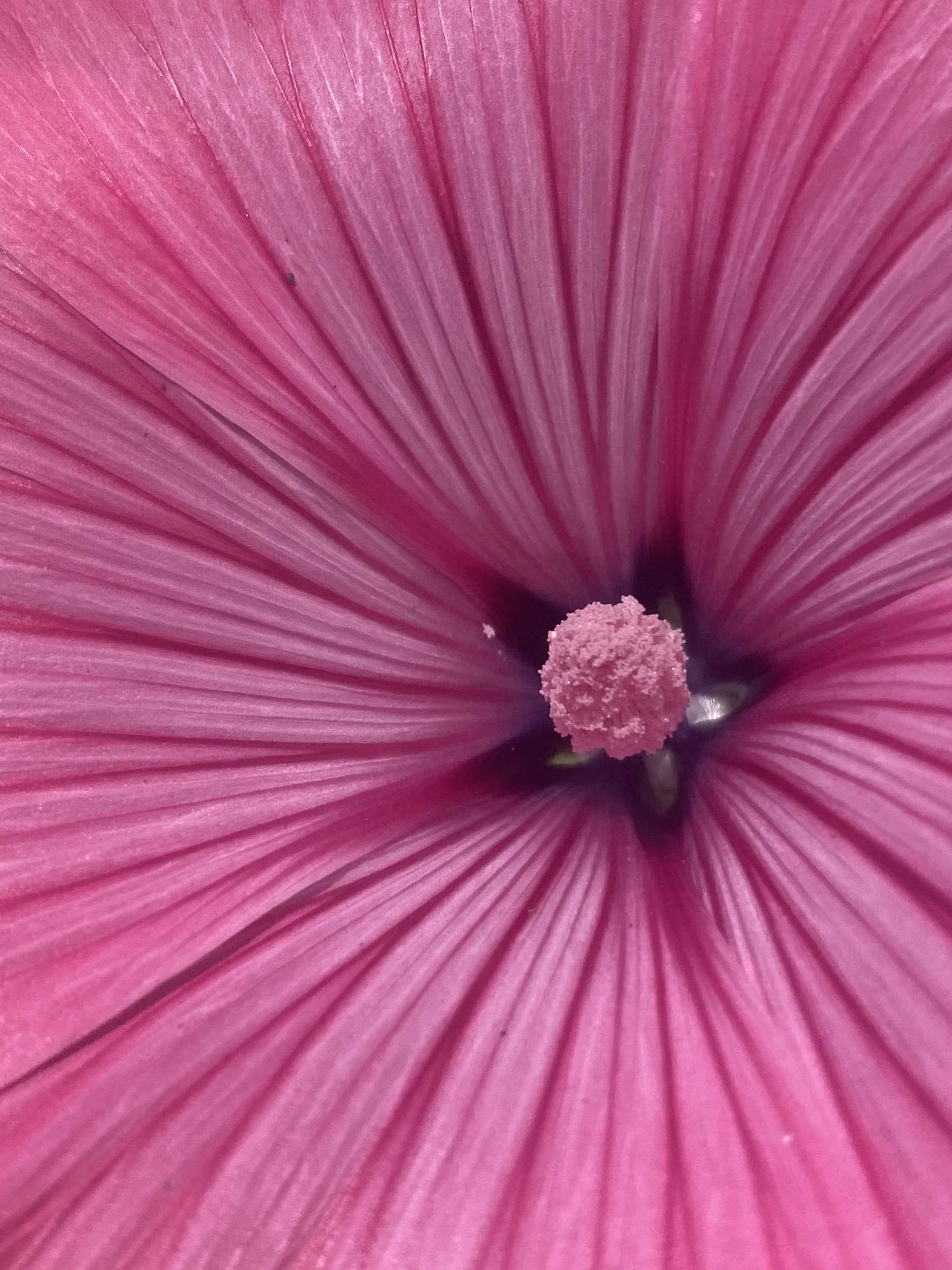 Flower photograph 137 by Daniel Zox