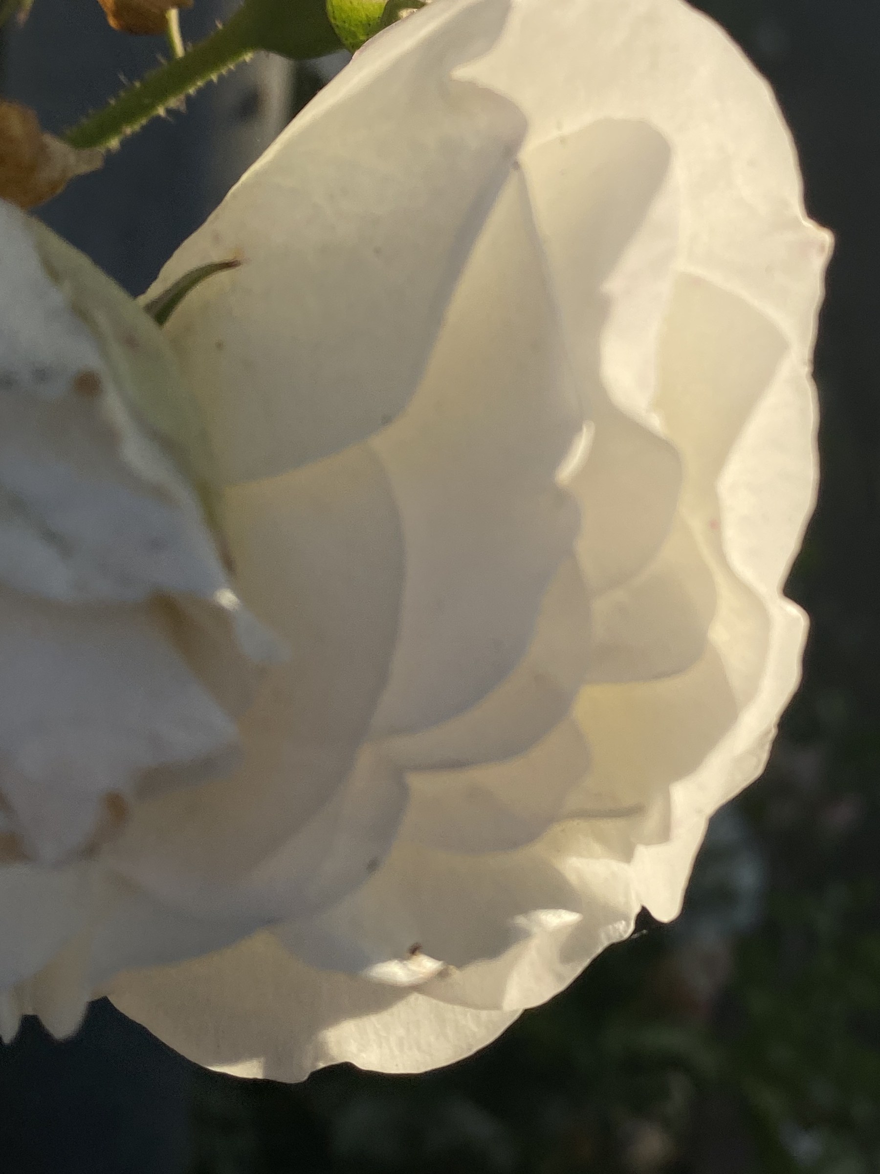 Flower photograph 138 by Daniel Zox