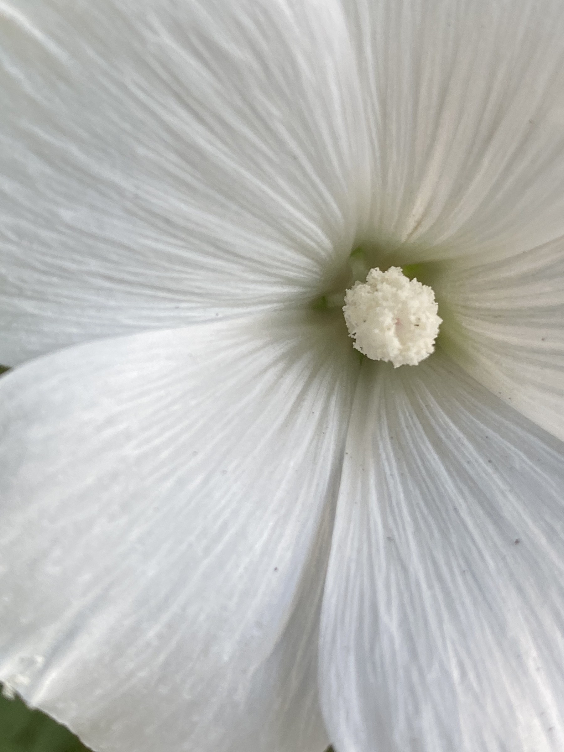 Flower photograph 139 by Daniel Zox