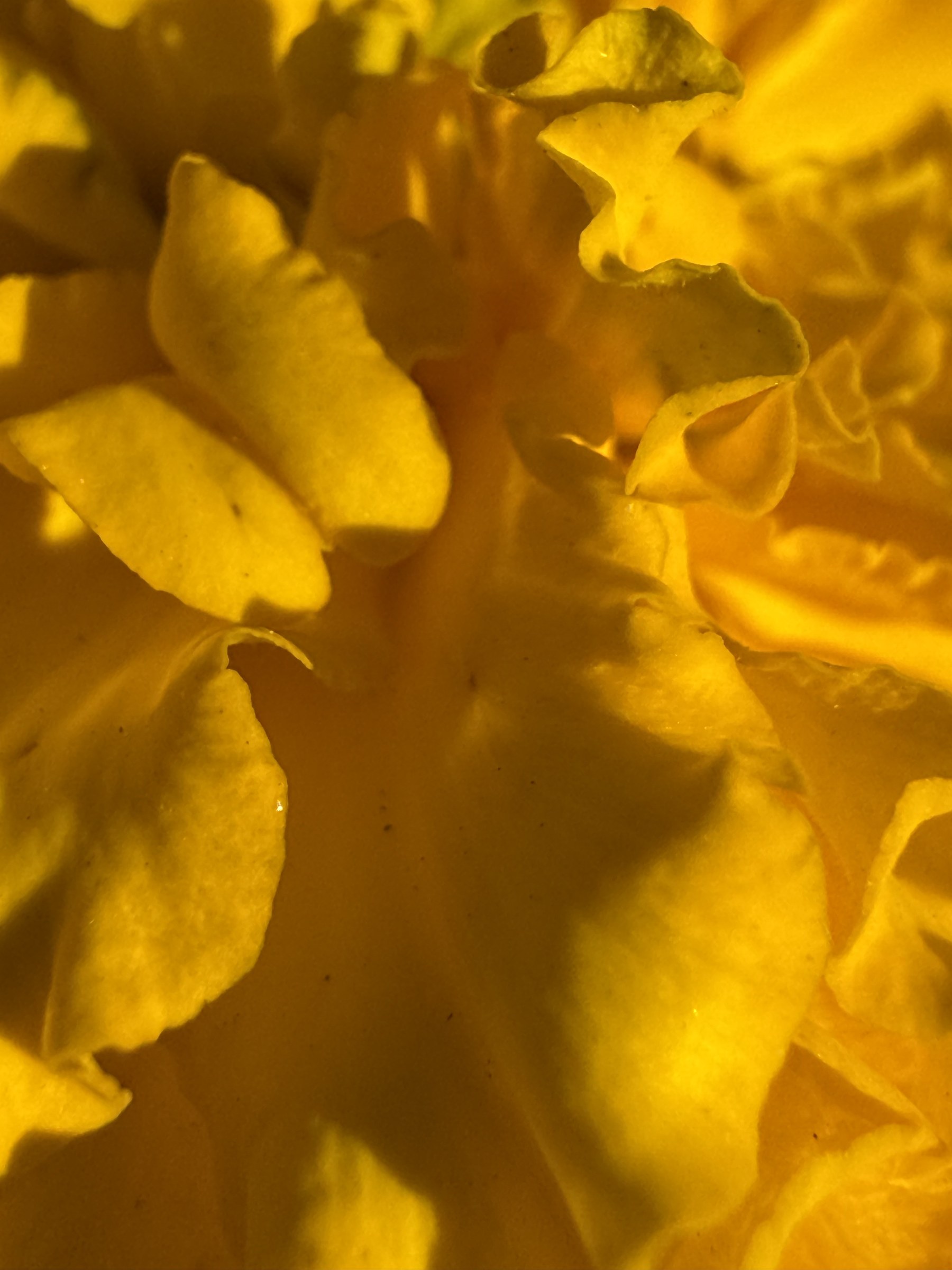 Flower photograph 140 by Daniel Zox