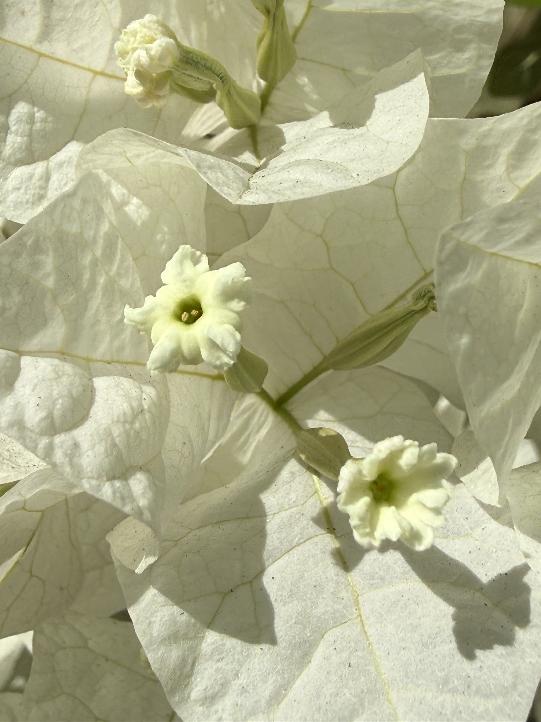 Flower photograph 141 by Daniel Zox