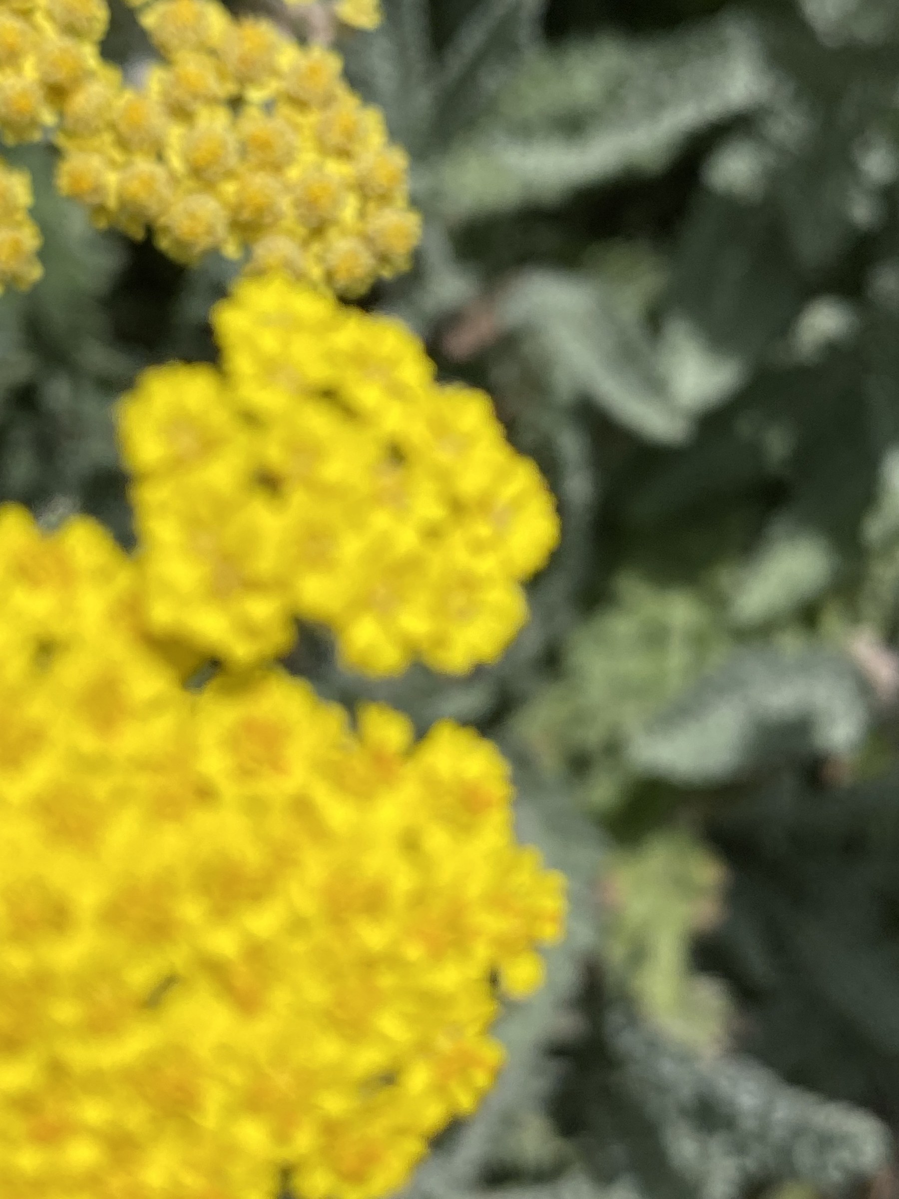 Flower photograph 142 by Daniel Zox