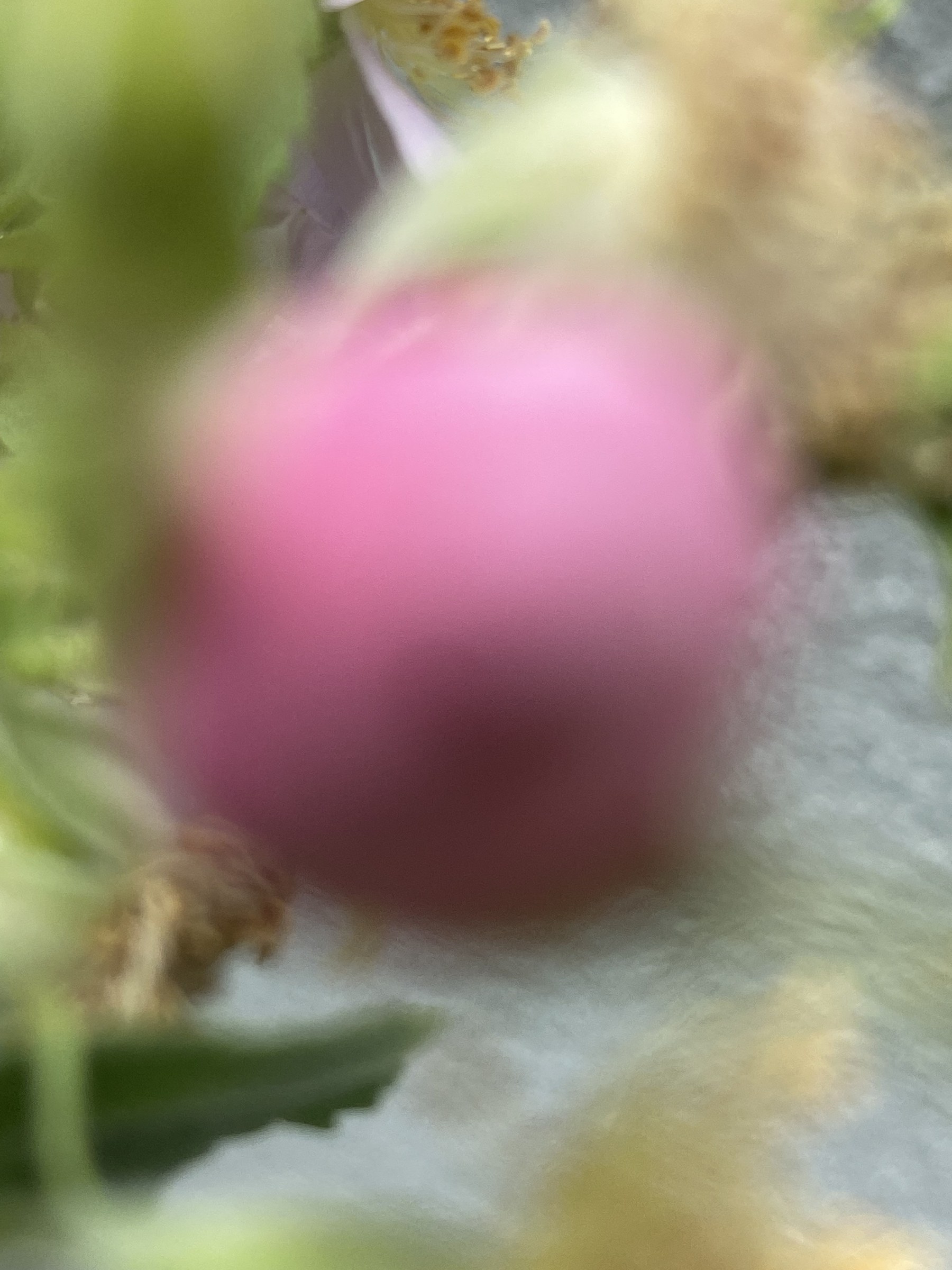 Flower photograph 143 by Daniel Zox