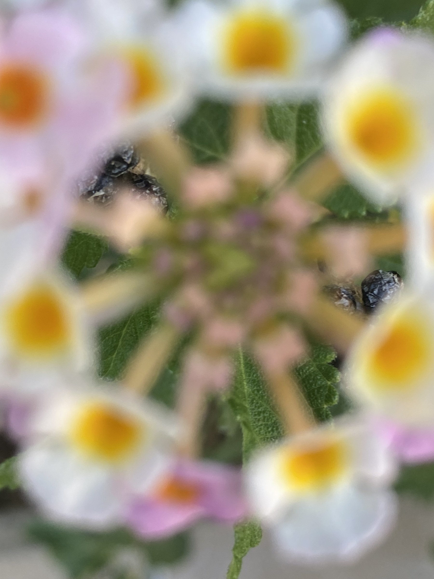 Flower photograph 144 by Daniel Zox