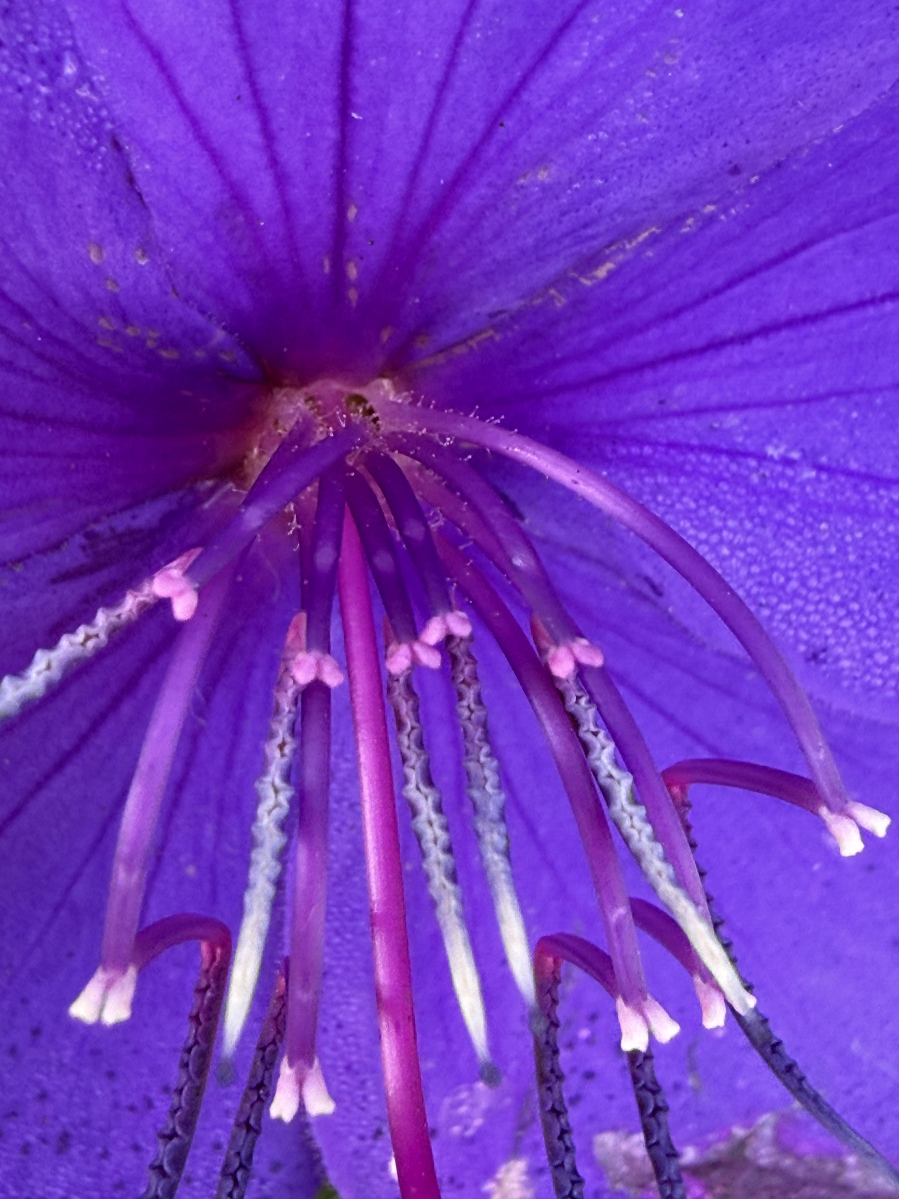 Flower photograph 145 by Daniel Zox