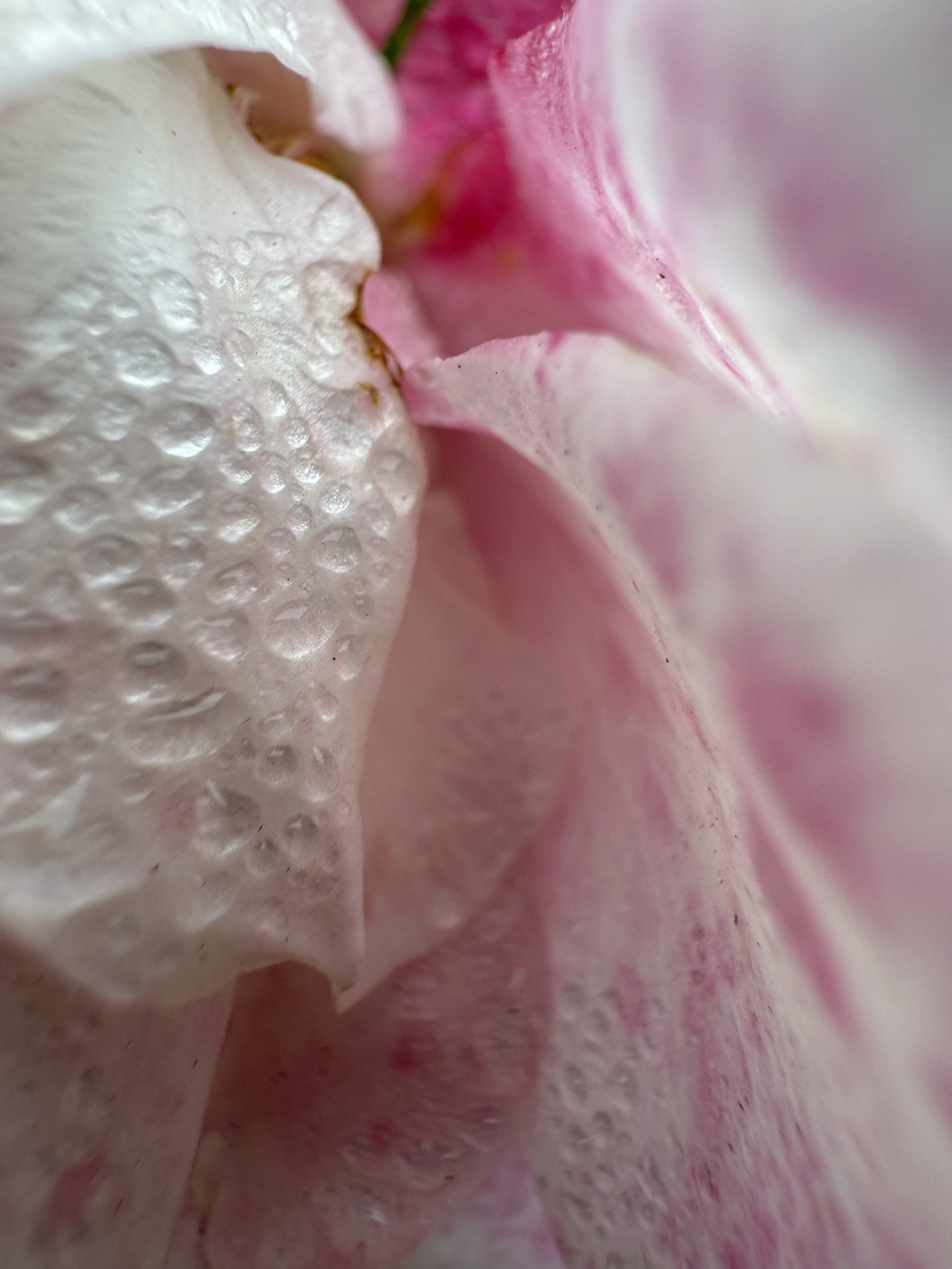 Flower photograph 146 by Daniel Zox