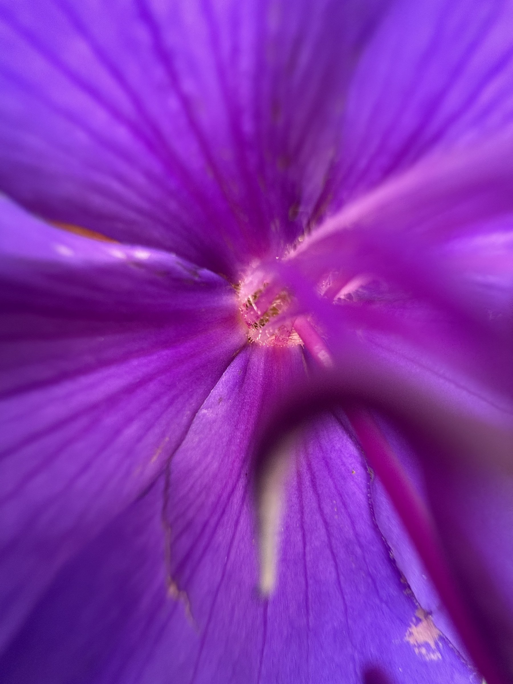 Flower photograph 147 by Daniel Zox