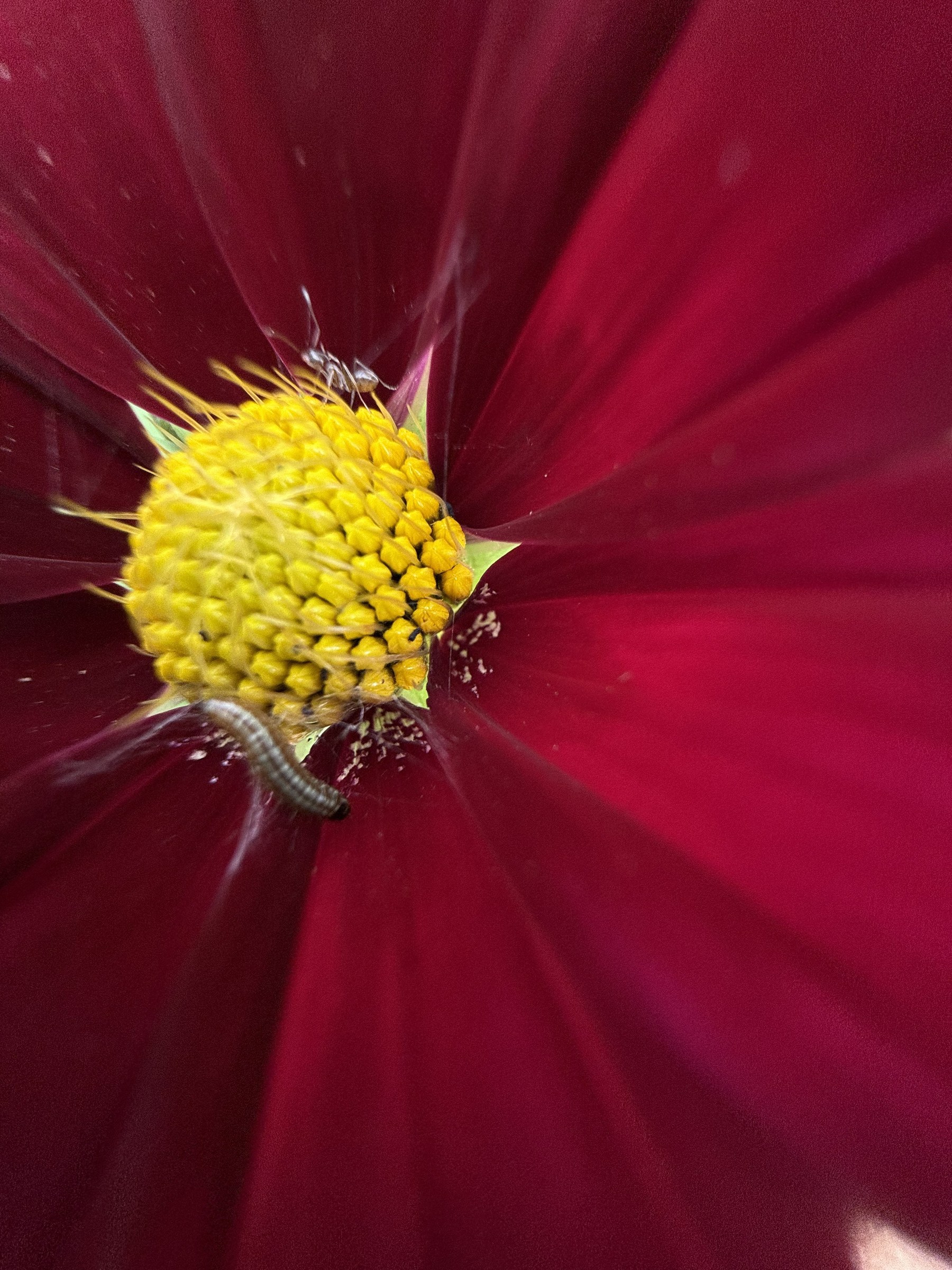 Flower photograph 148 by Daniel Zox
