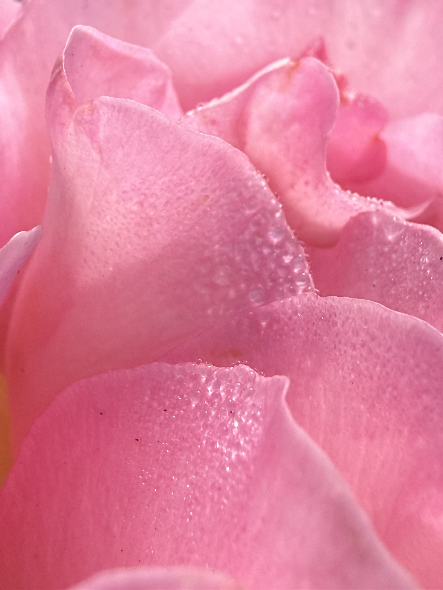 Flower photograph 149 by Daniel Zox