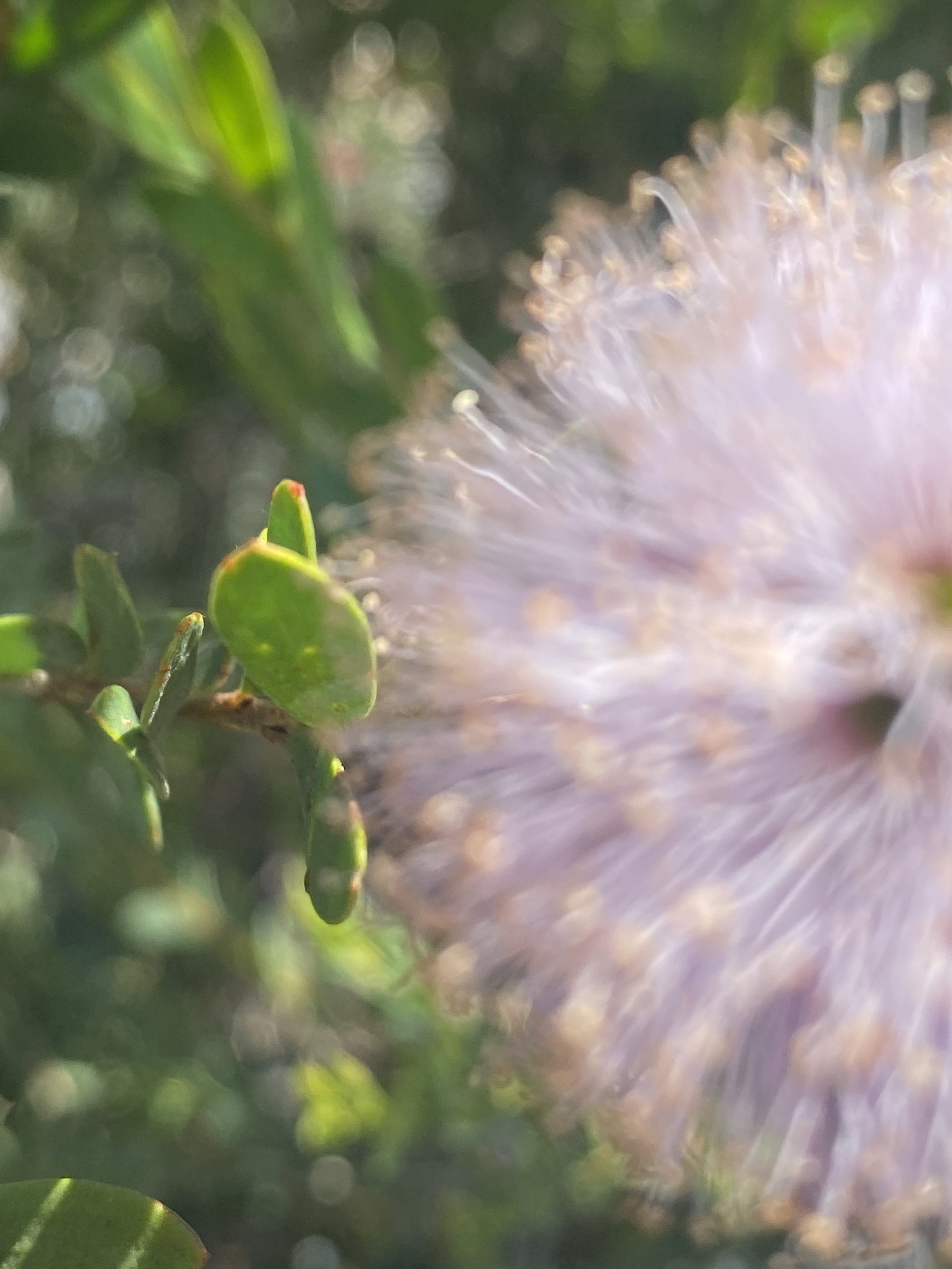 Flower photograph 150 by Daniel Zox