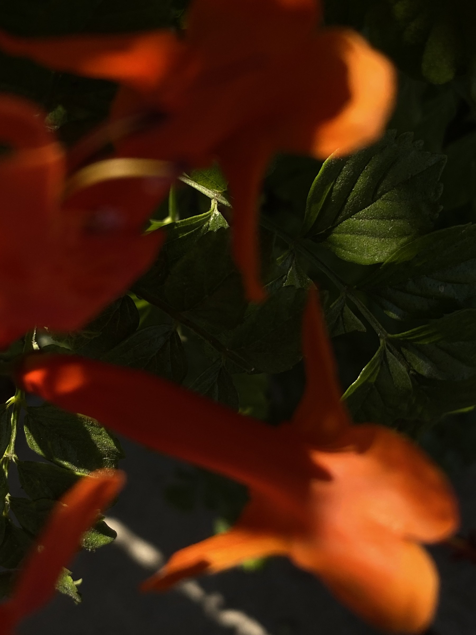 Flower photograph 151 by Daniel Zox