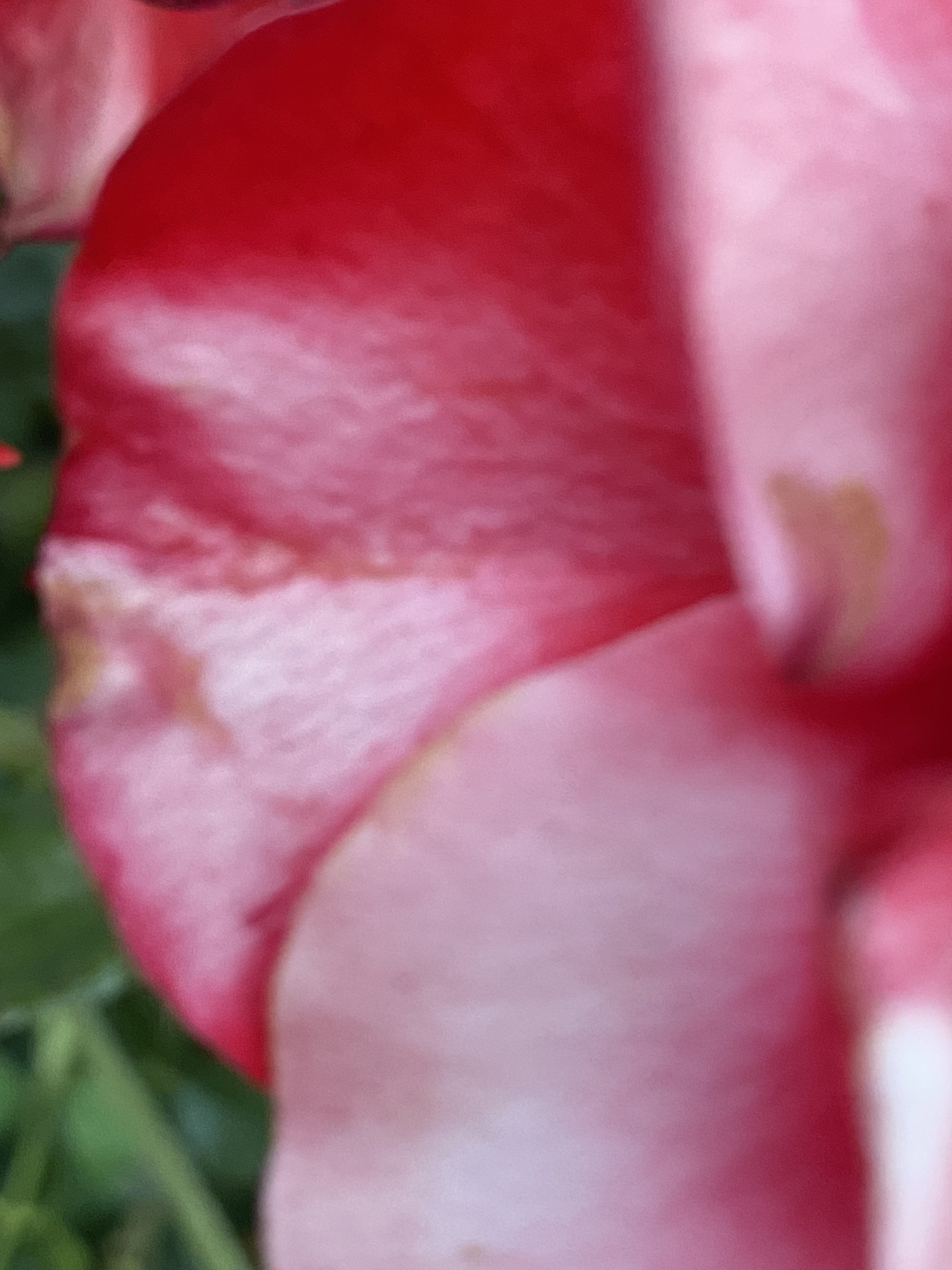 Flower photograph 152 by Daniel Zox