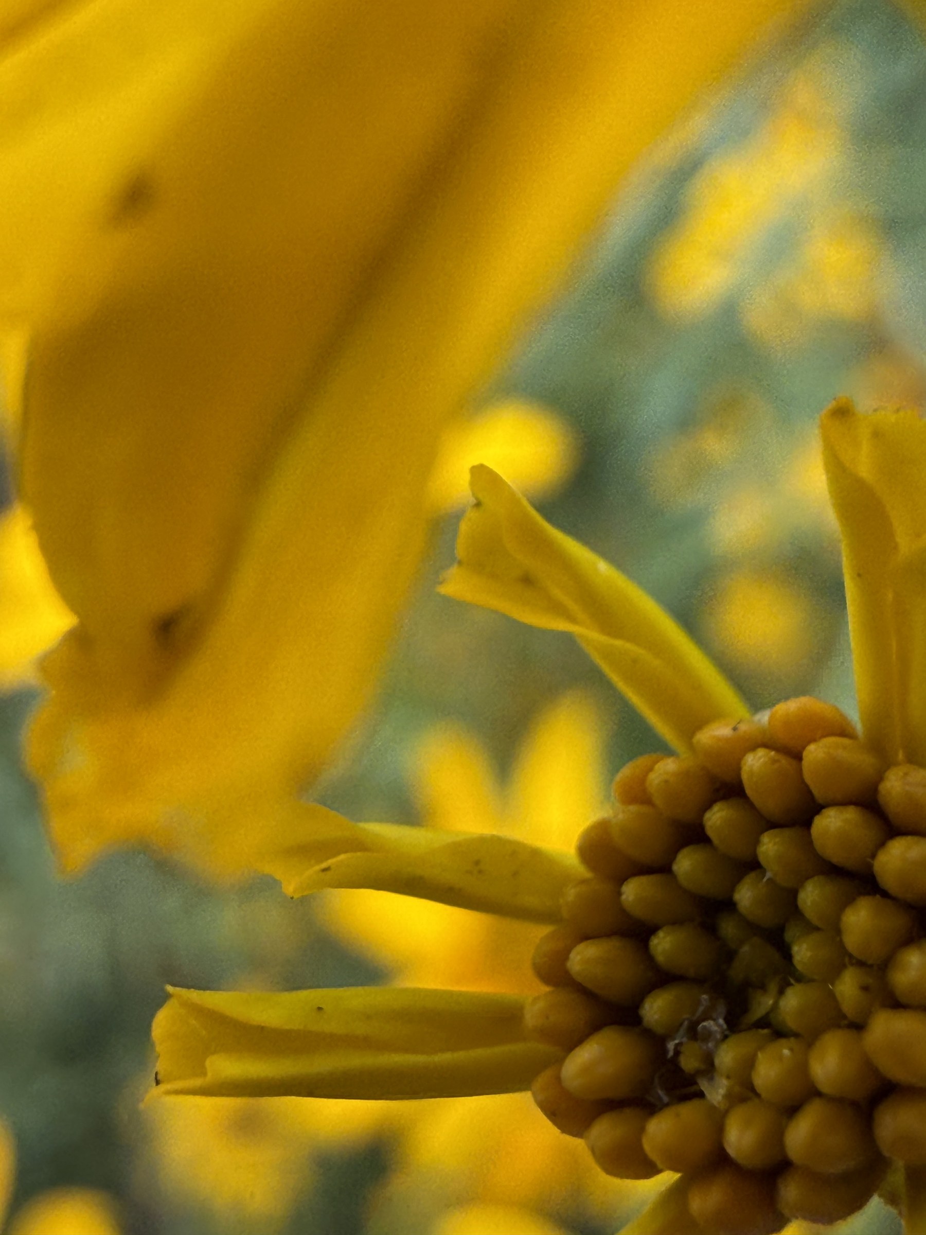 Flower photograph 153 by Daniel Zox