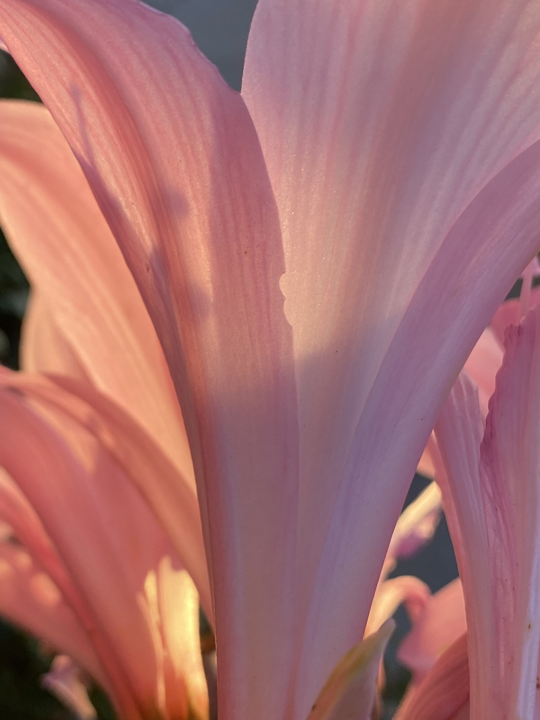 Flower photograph 154 by Daniel Zox