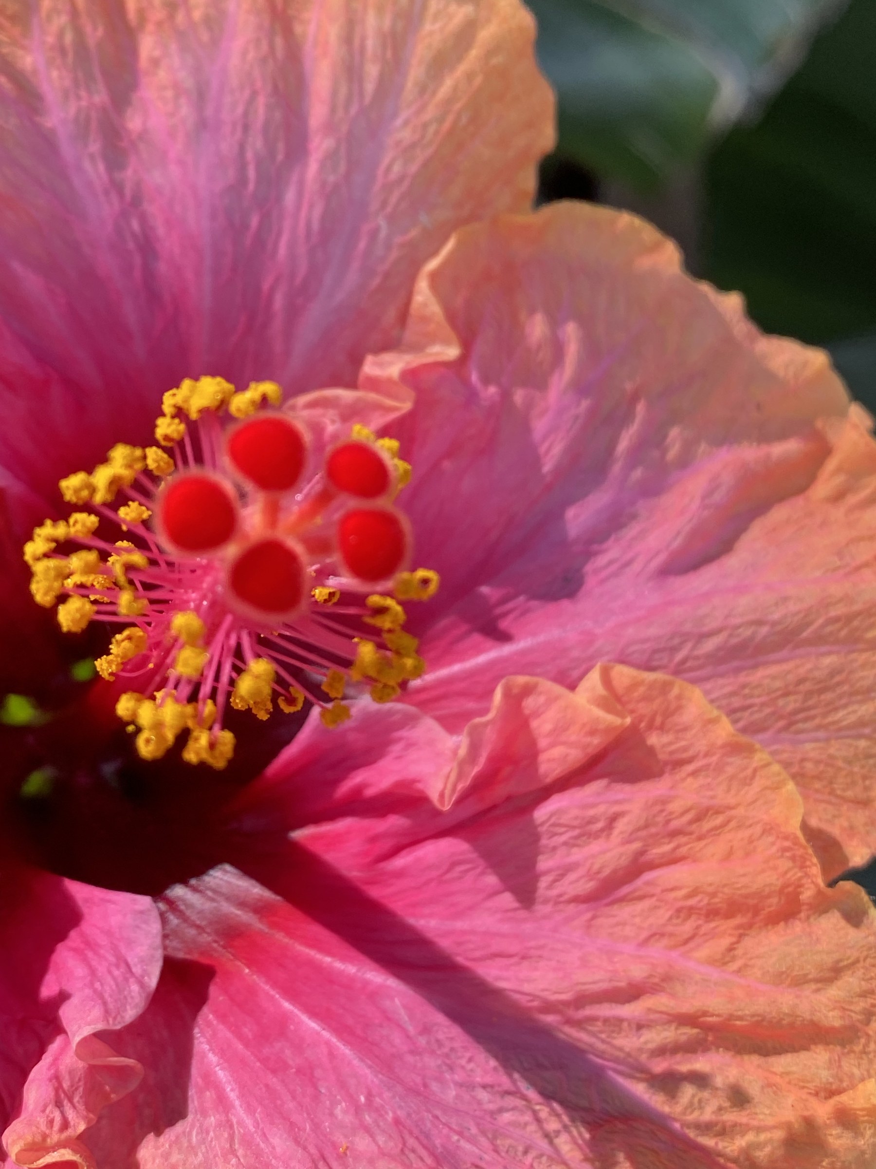 Flower photograph 155 by Daniel Zox