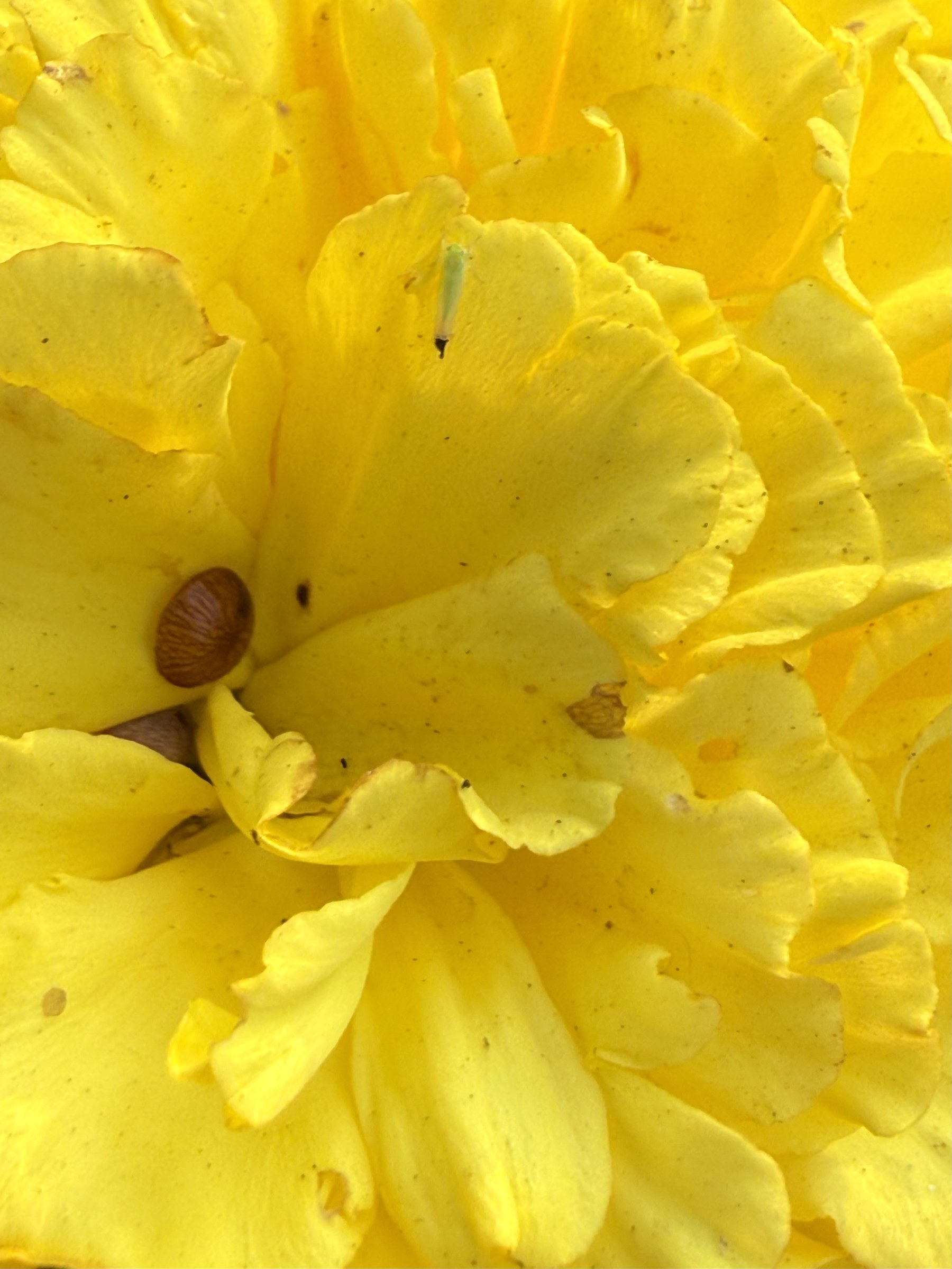 Flower photograph 156 by Daniel Zox