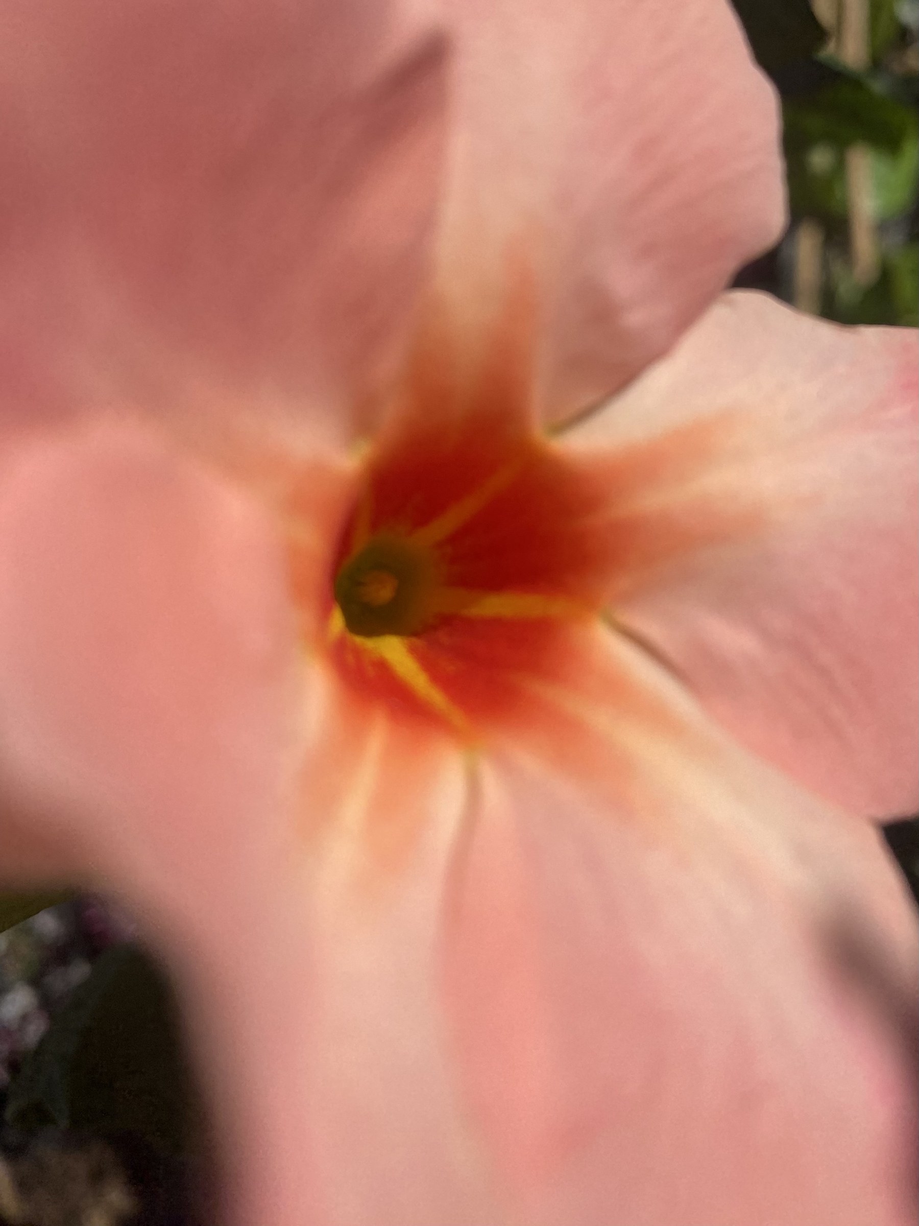 Flower photograph 157 by Daniel Zox