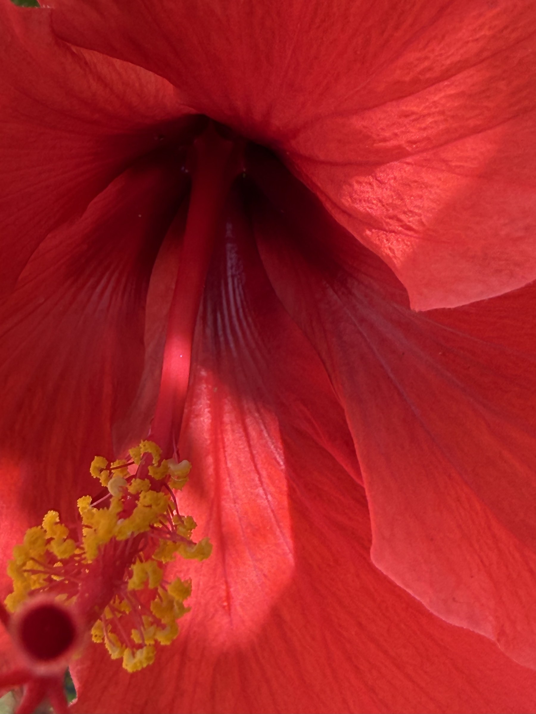 Flower photograph 158 by Daniel Zox