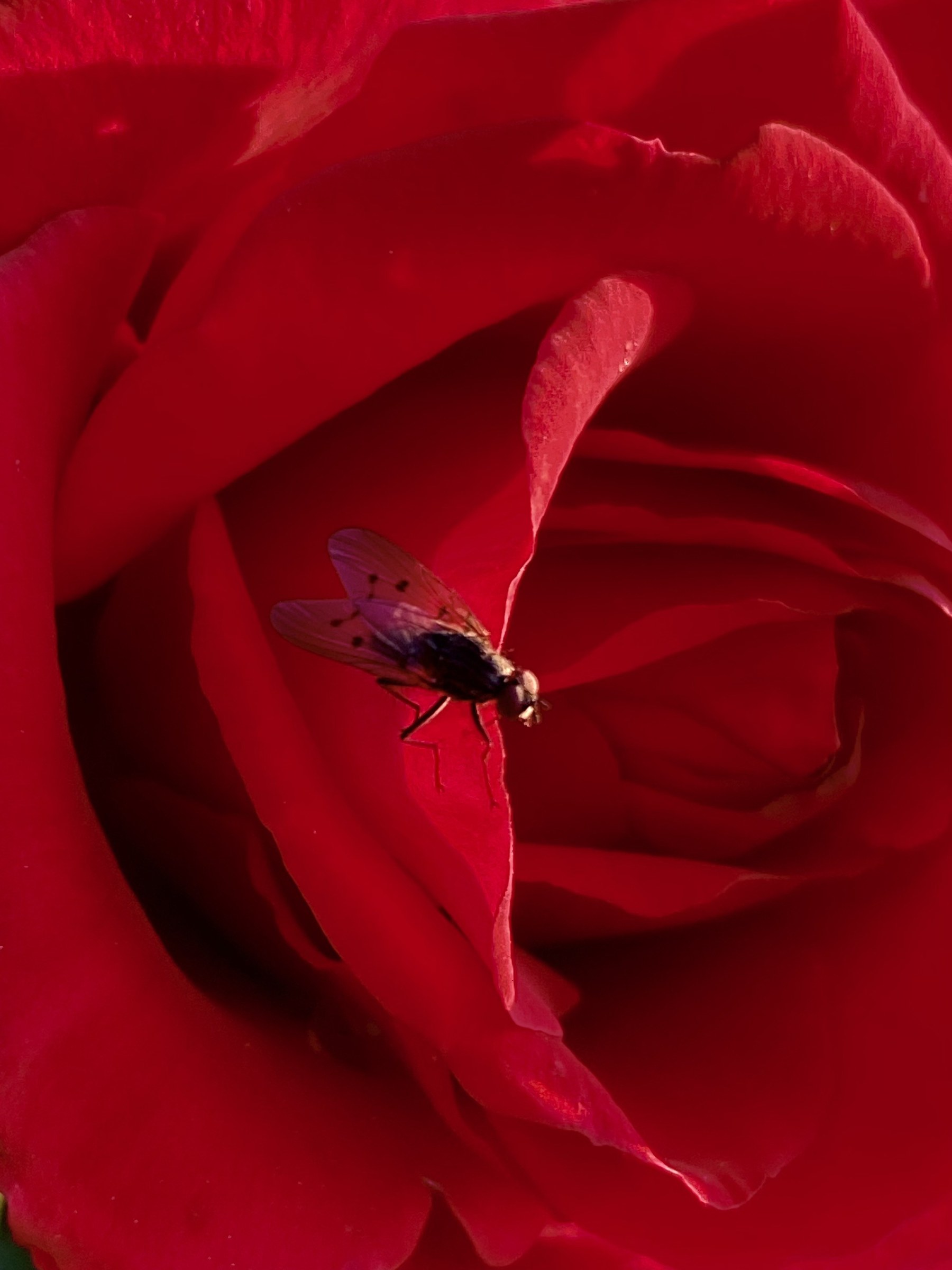 Flower photograph 159 by Daniel Zox